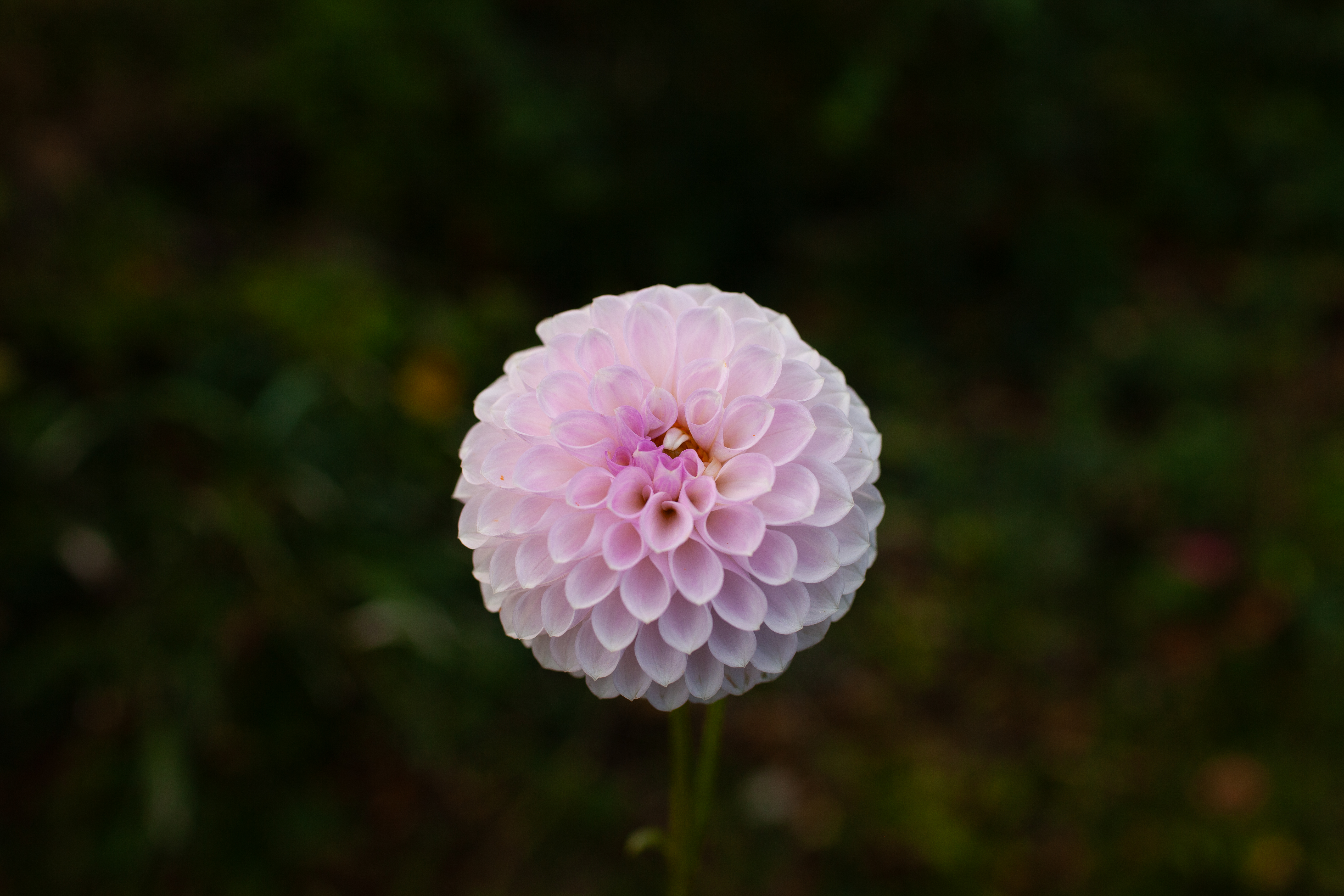 Megan Dean dahlia