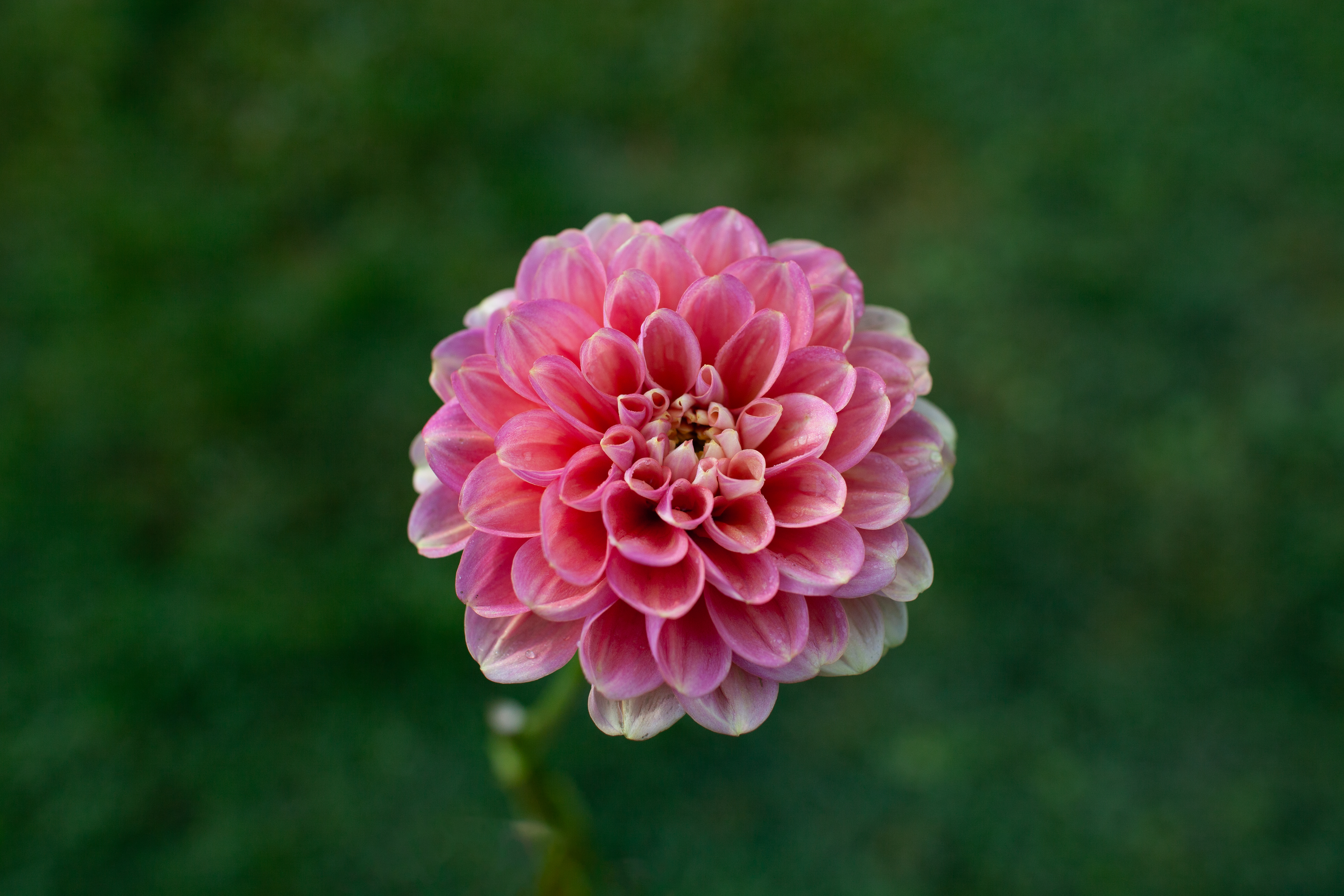 Milena Fleur dahlia