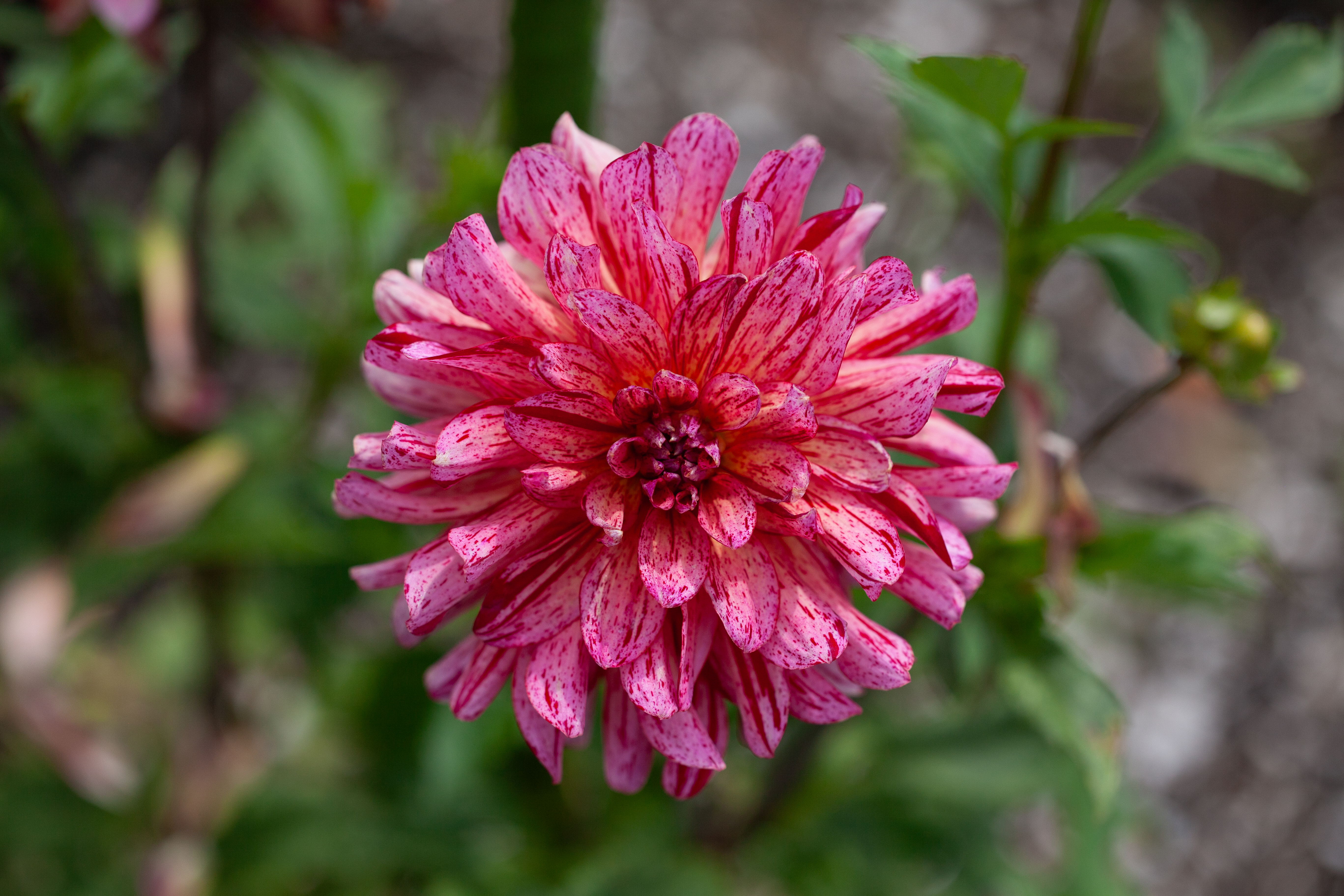 Mingus Toni dahlia