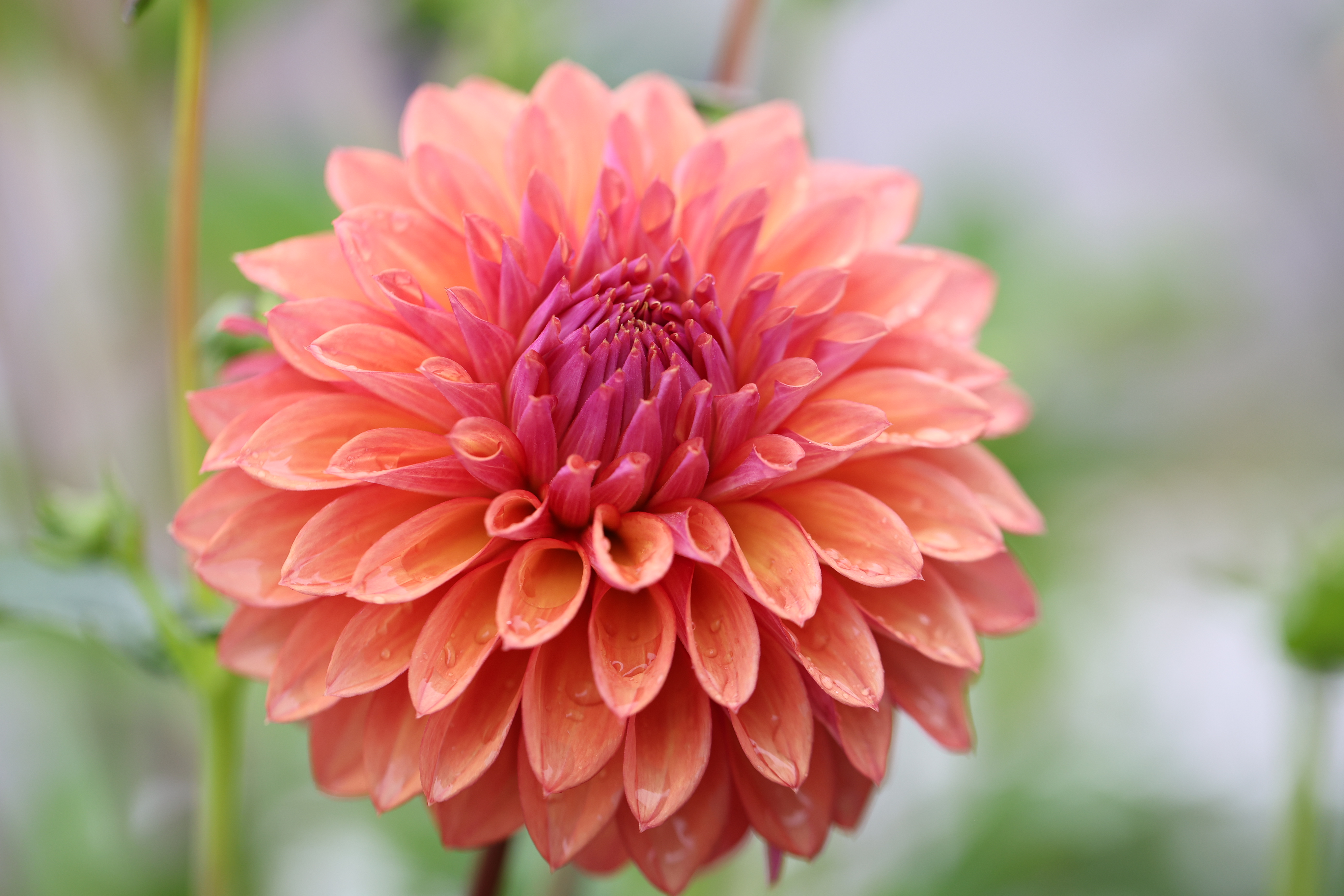 Misfit Kaleidoscope dahlia