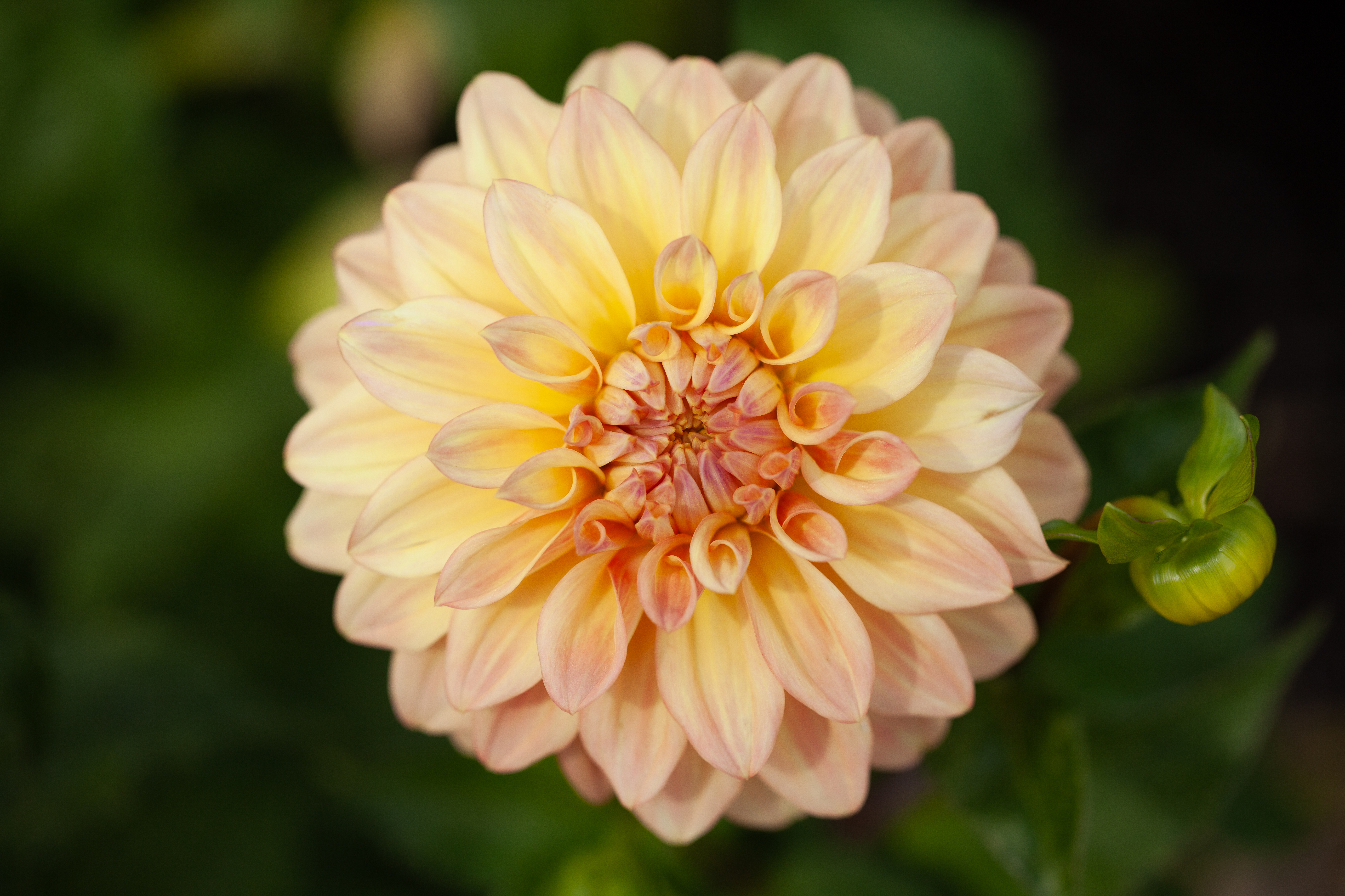 Miss Amara dahlia