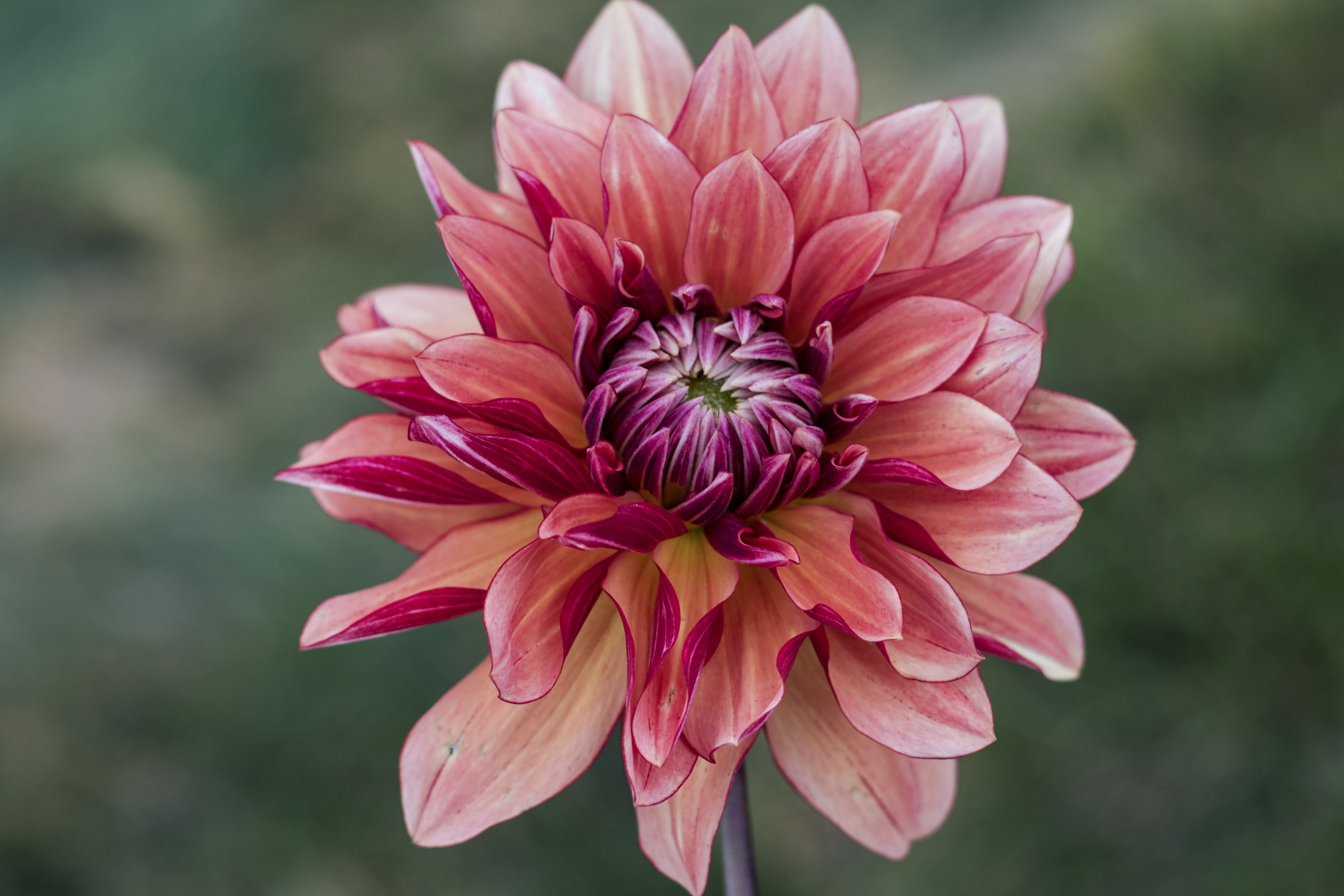 Miss Brandy dahlia