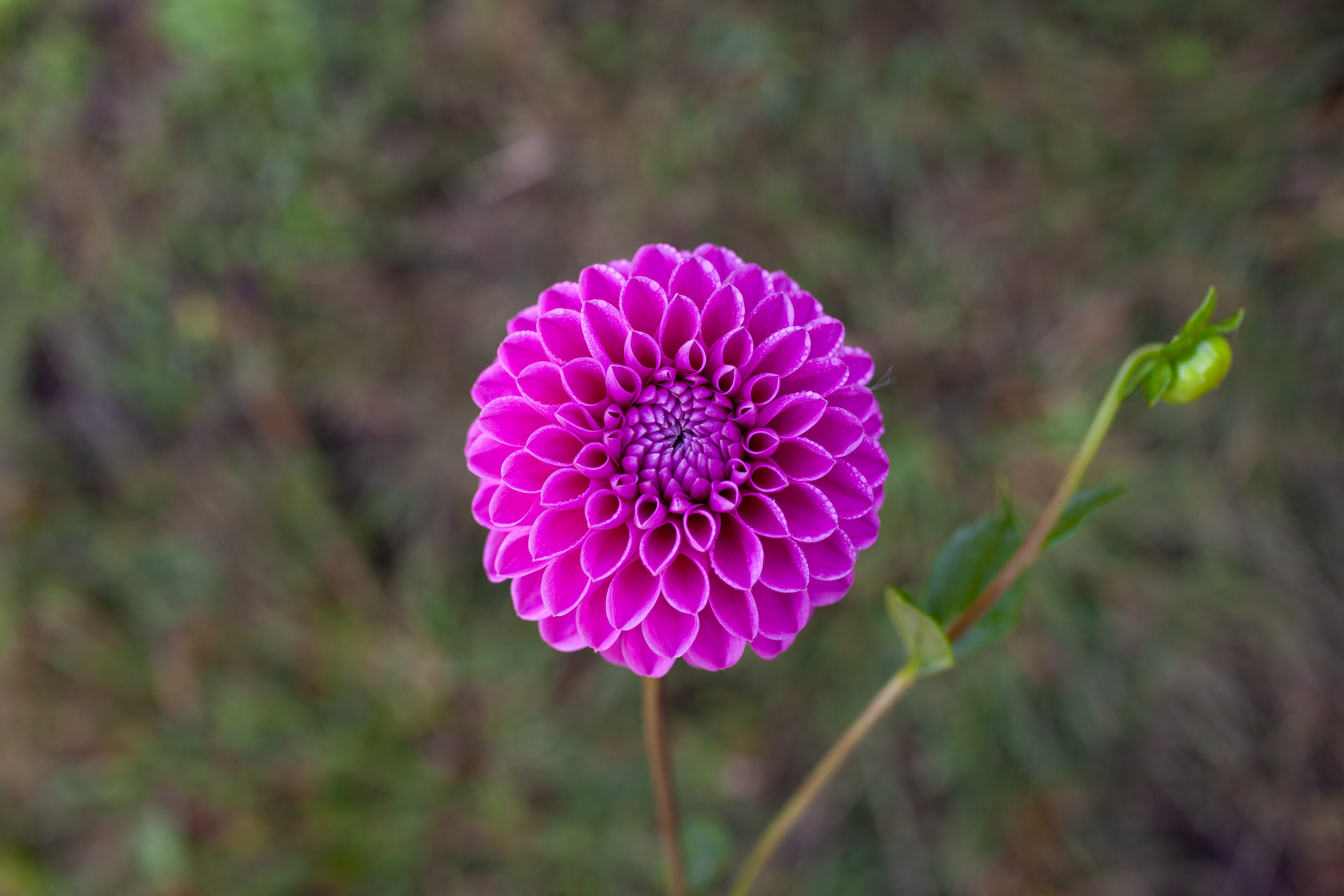 Mission Galactica dahlia