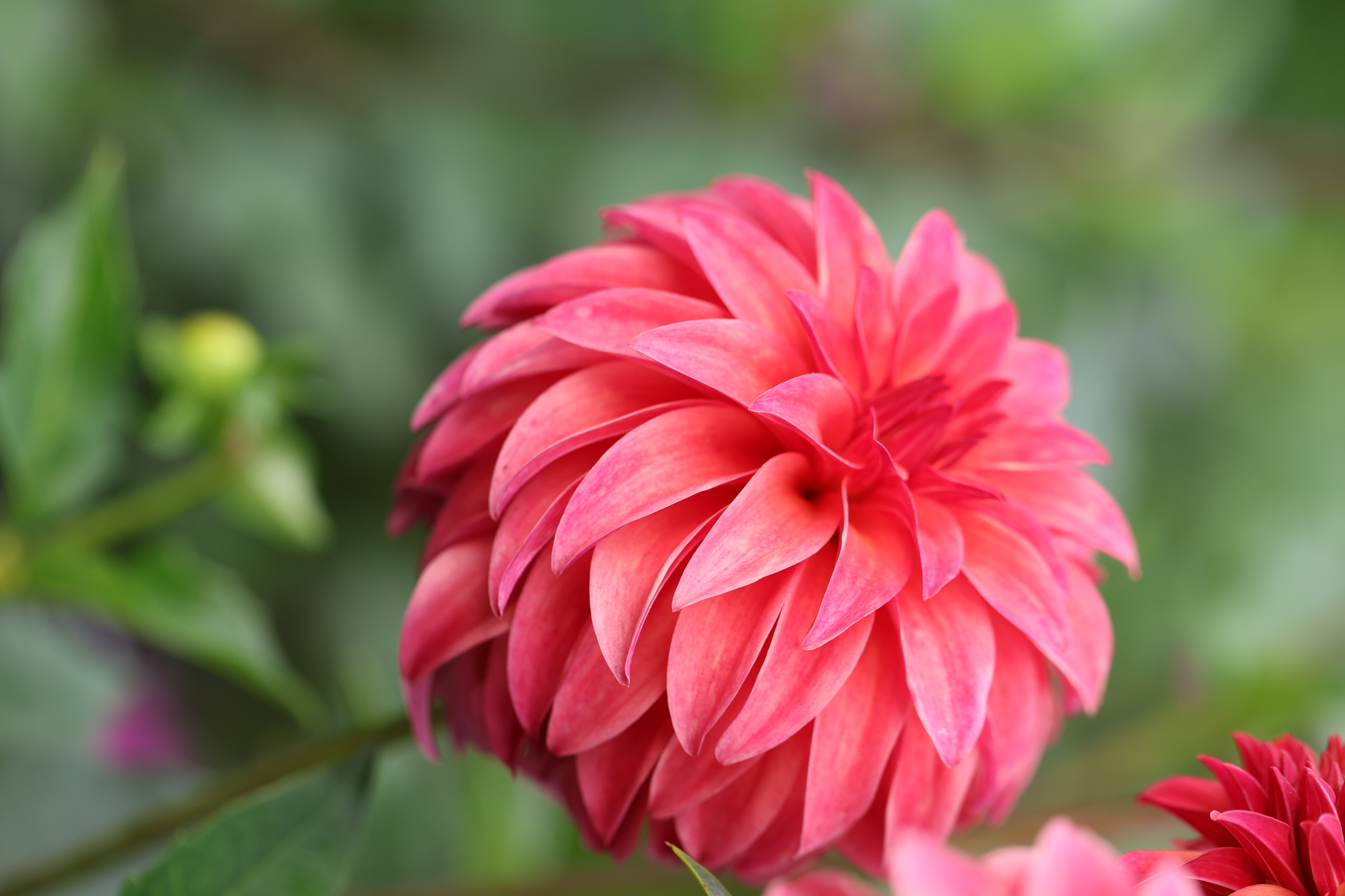 Miss Prissy dahlia