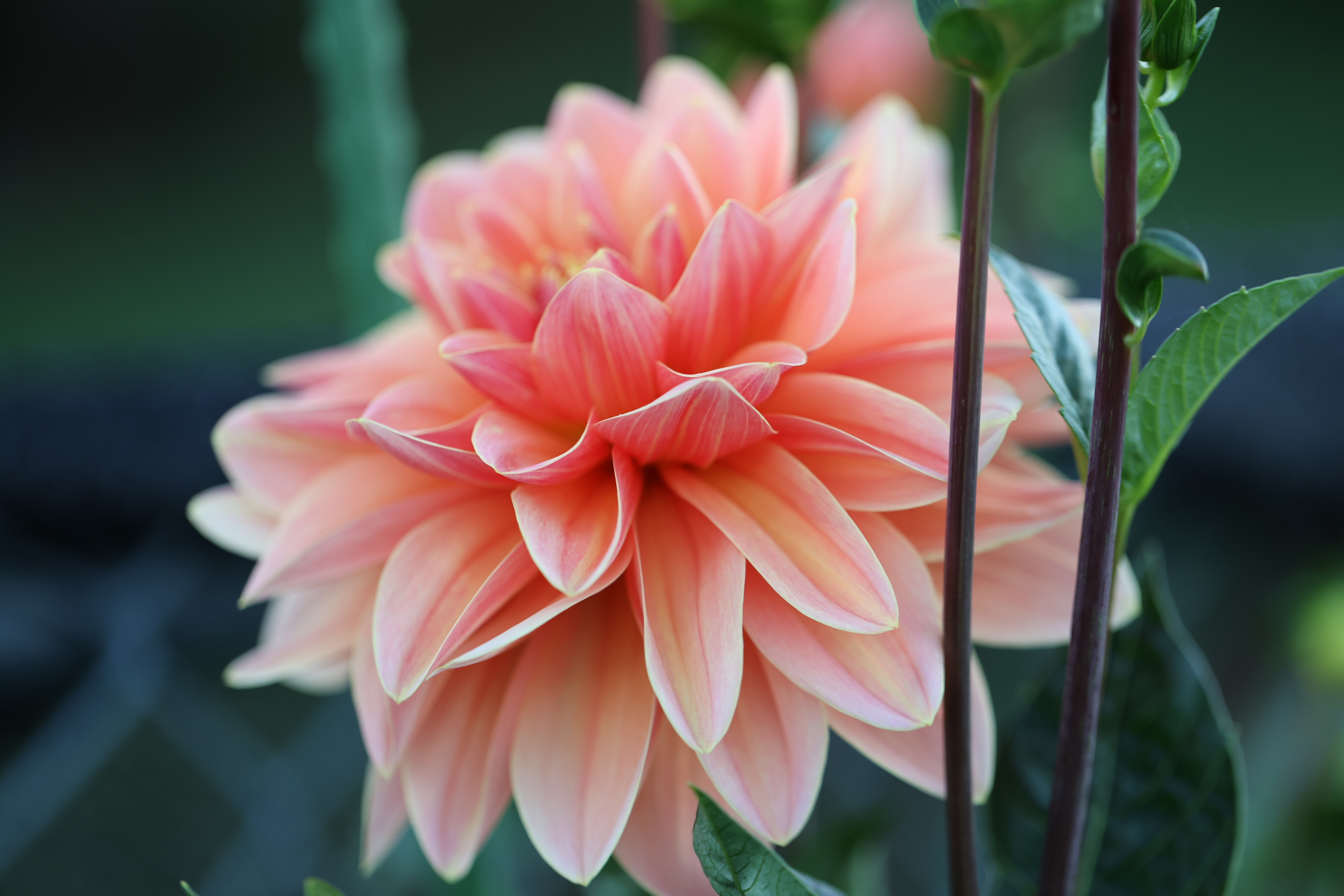 Mister Frans dahlia