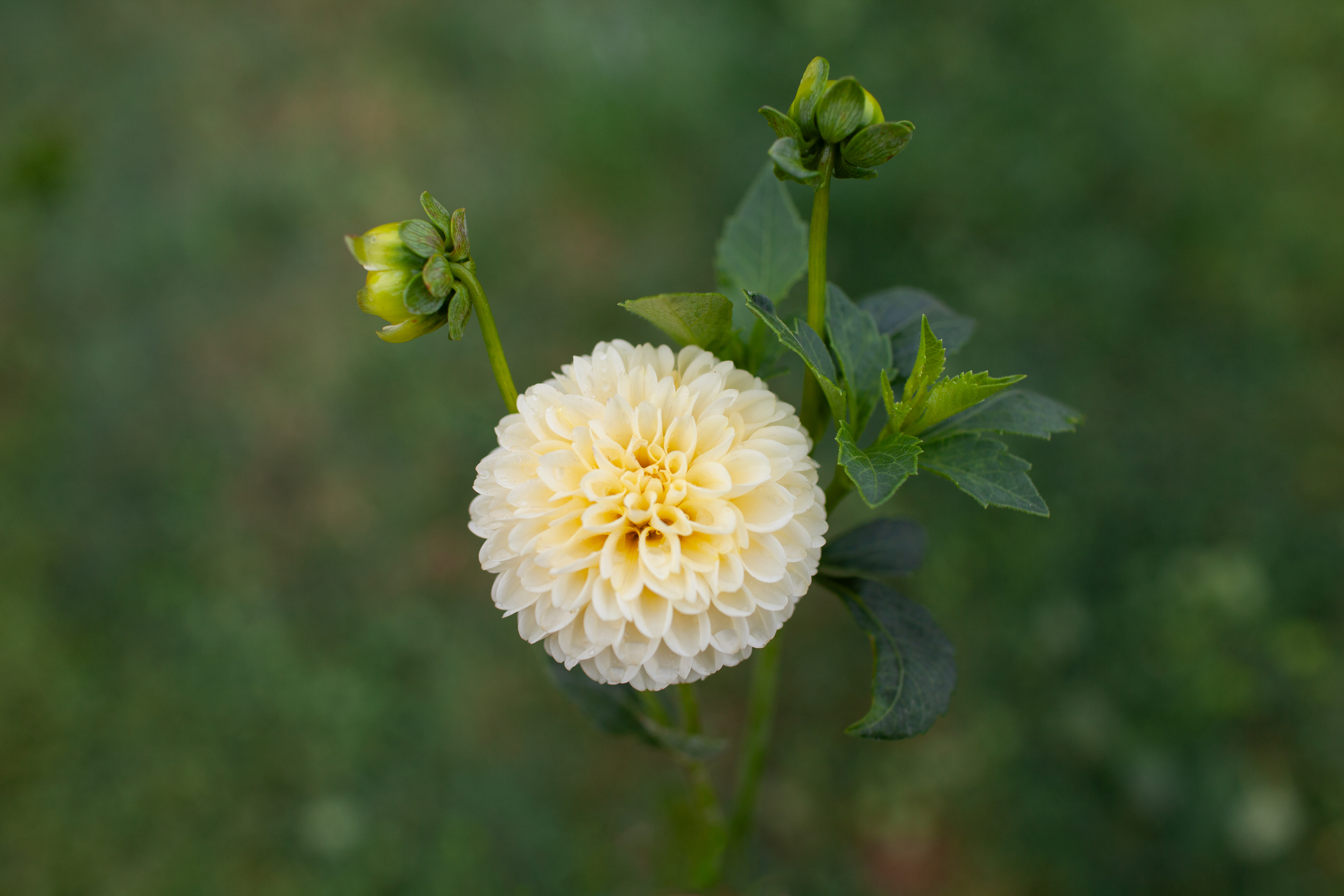 MM Buttercream dahlia