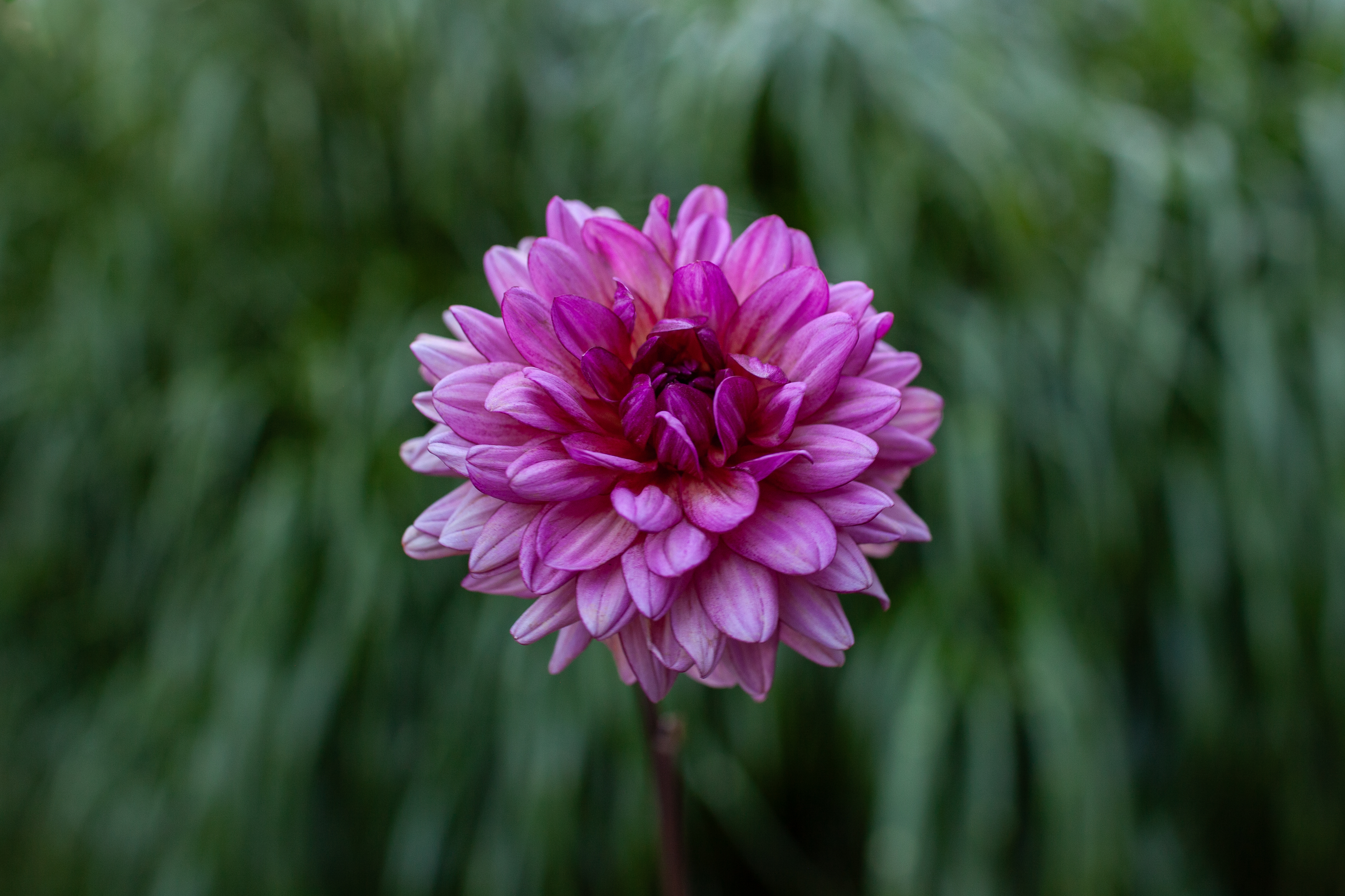 Molly Raven dahlia