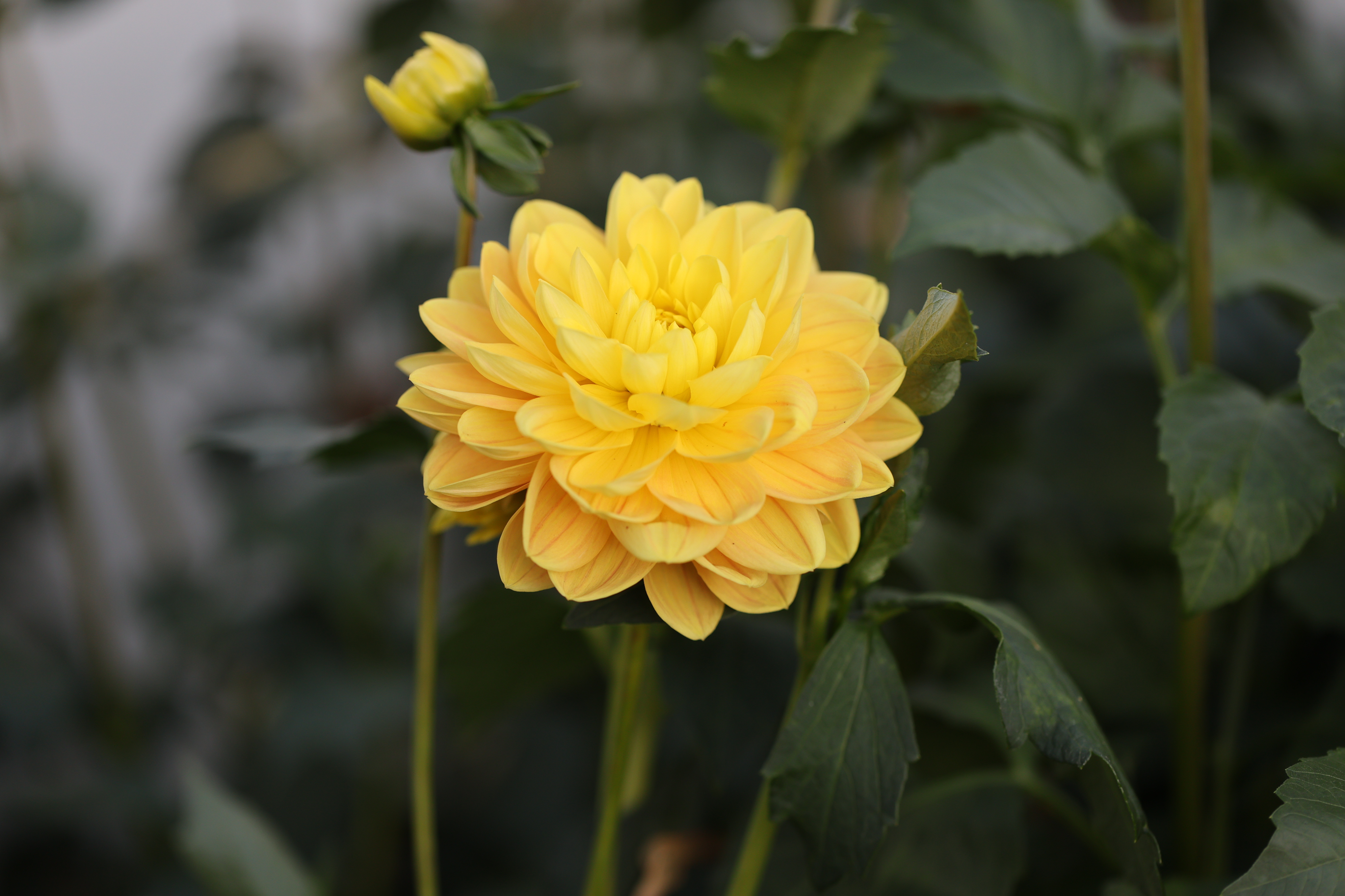 Monet Glory dahlia