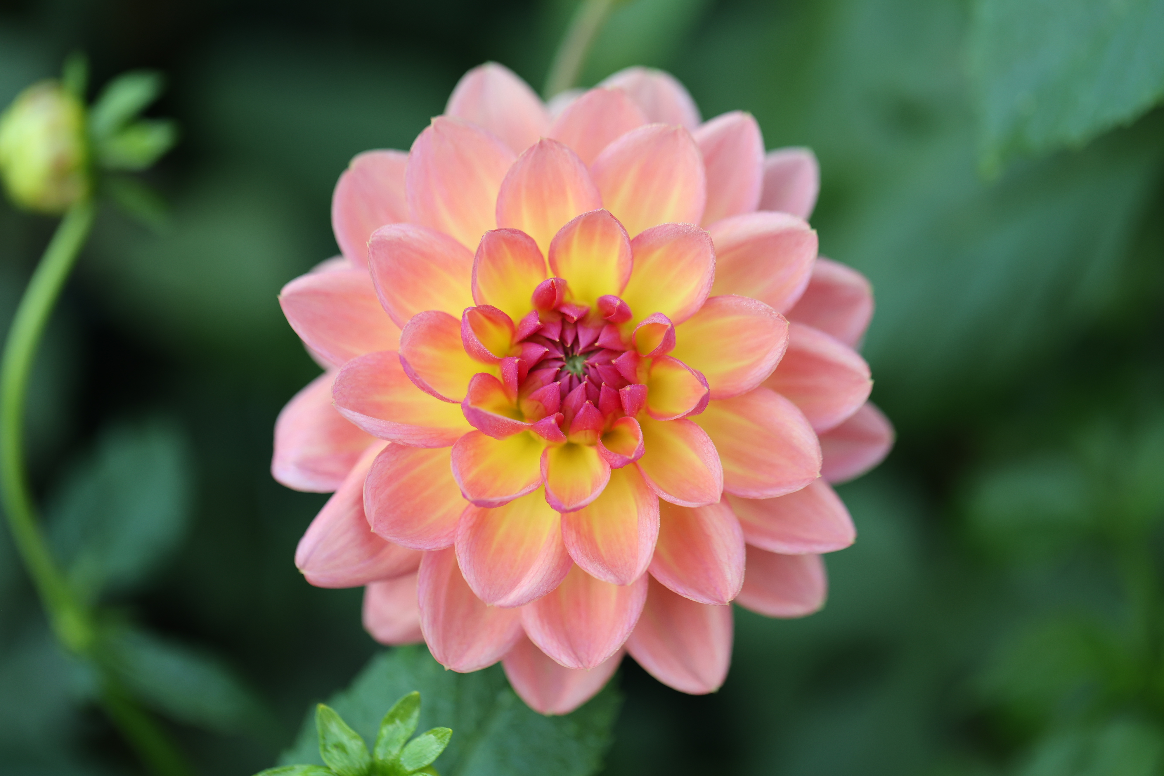 Moray Ashleigh dahlia