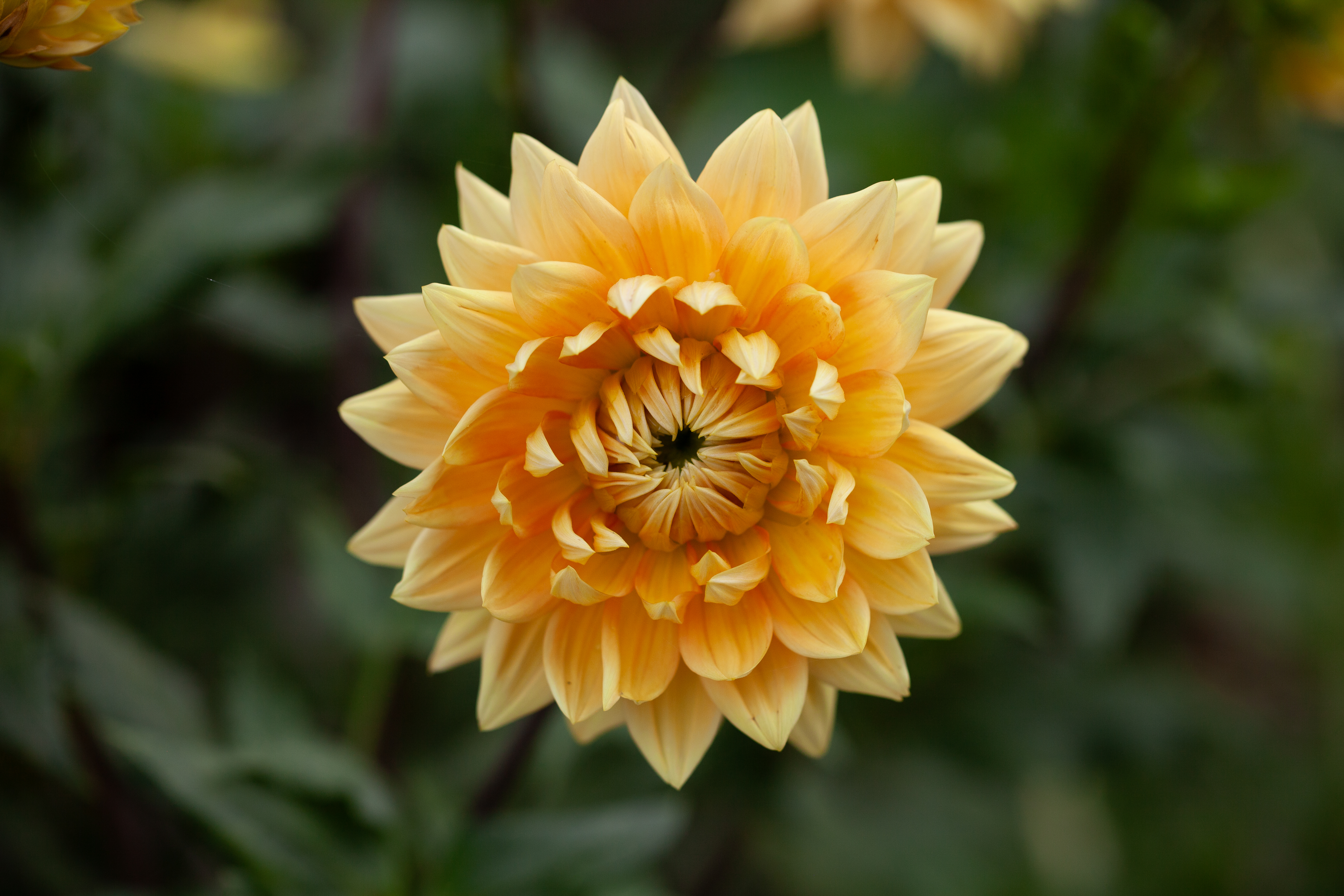 Motto dahlia