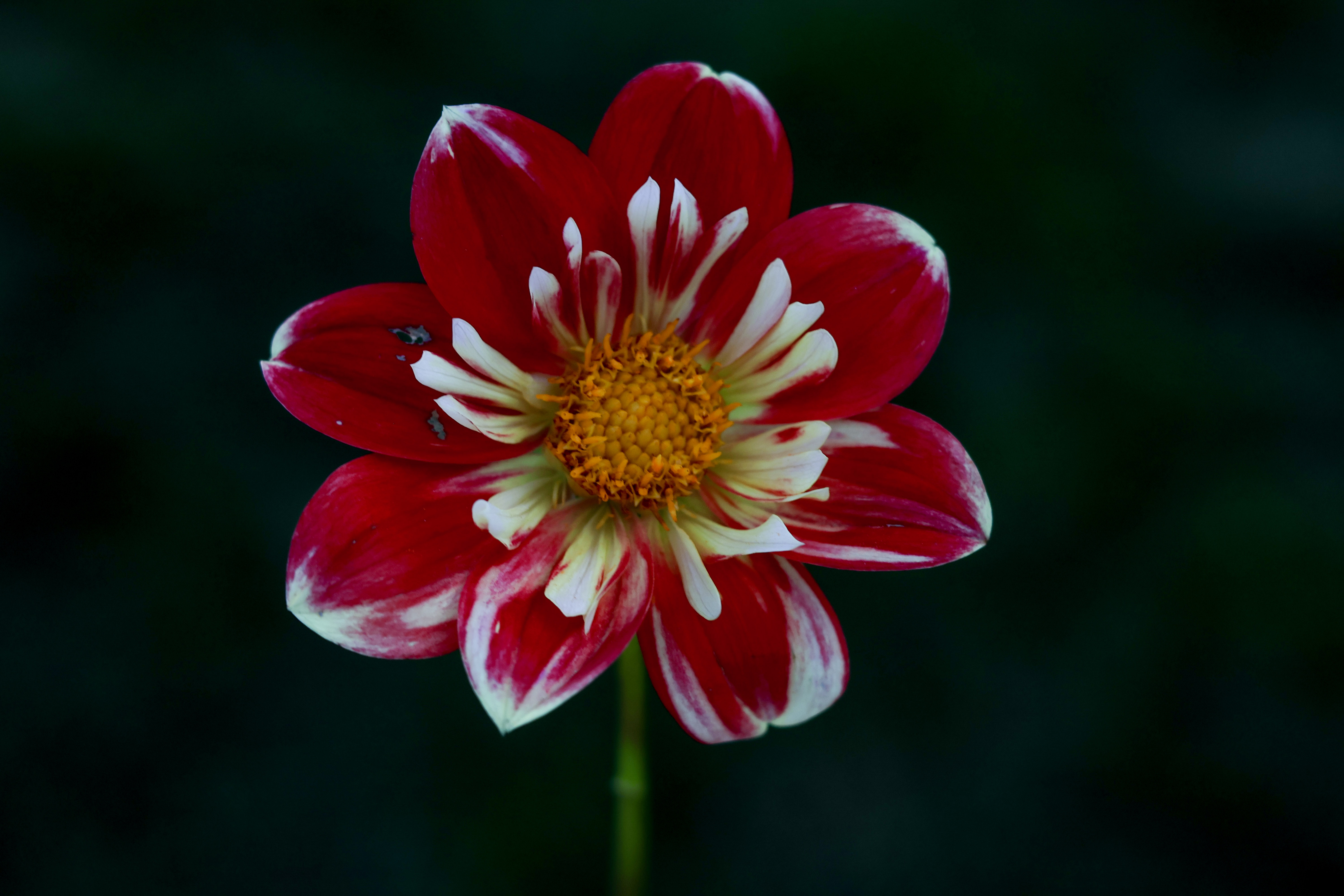 Mrs H Brown dahlia