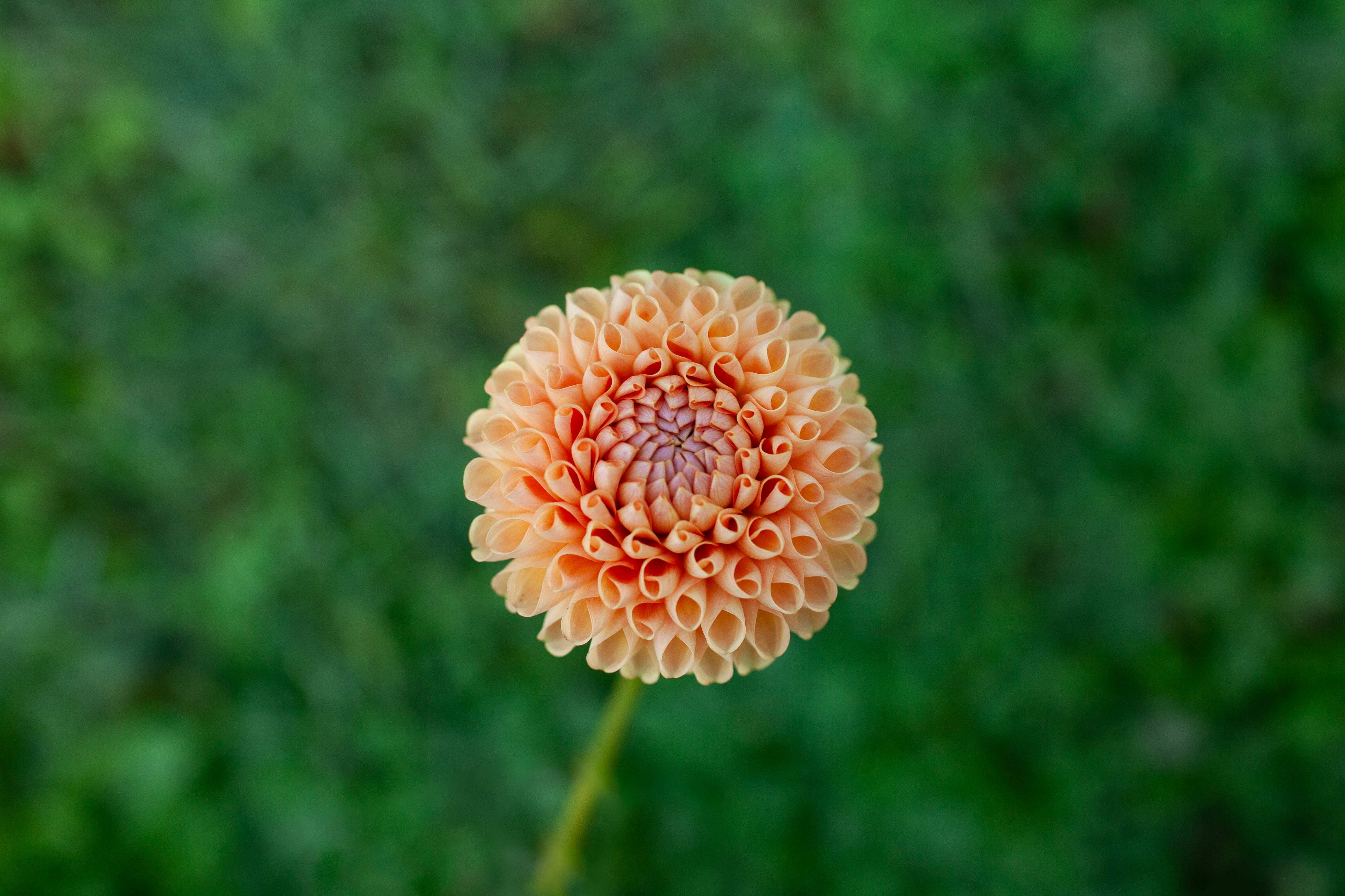 Ms Honey dahlia