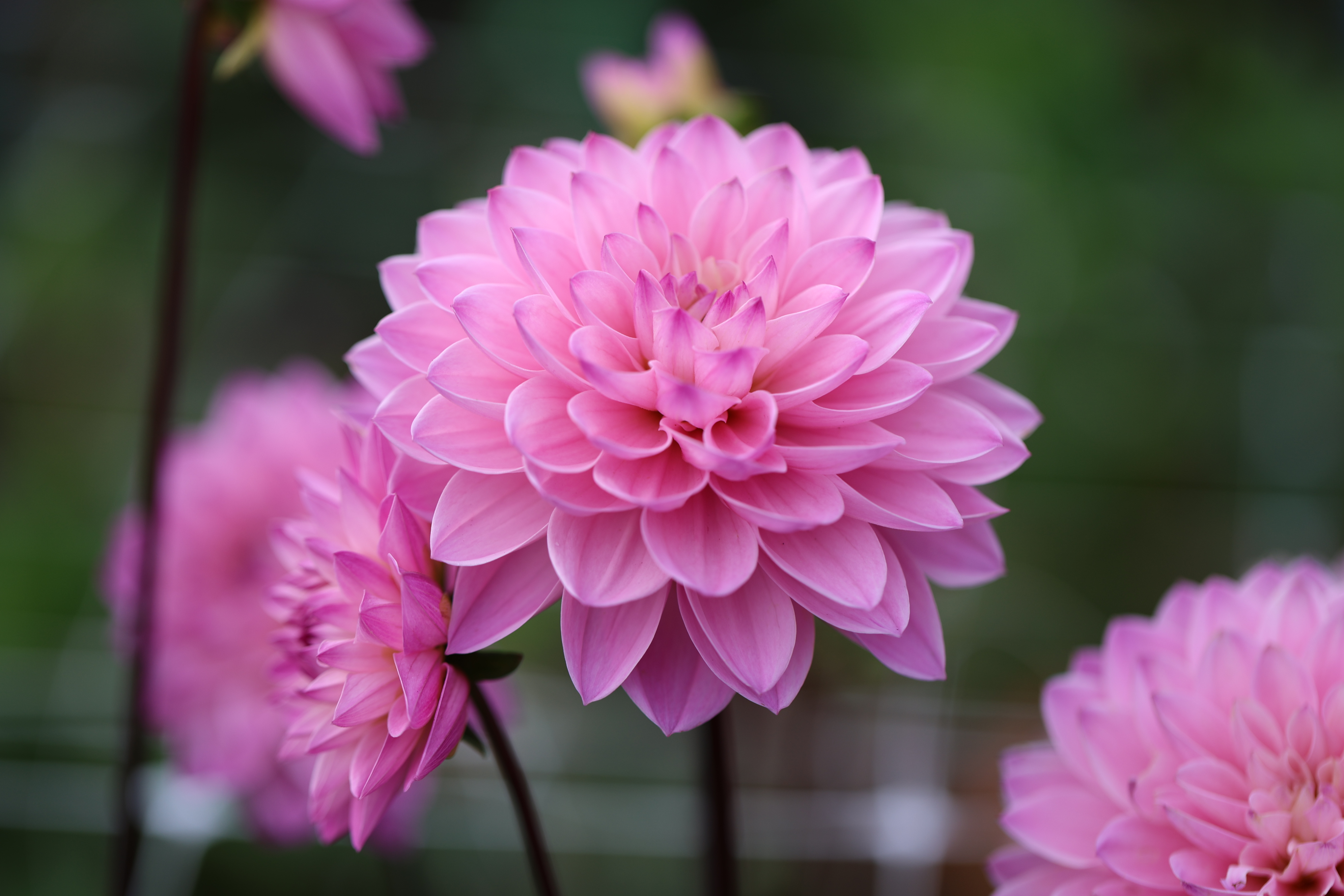 Mur­mure dahlia