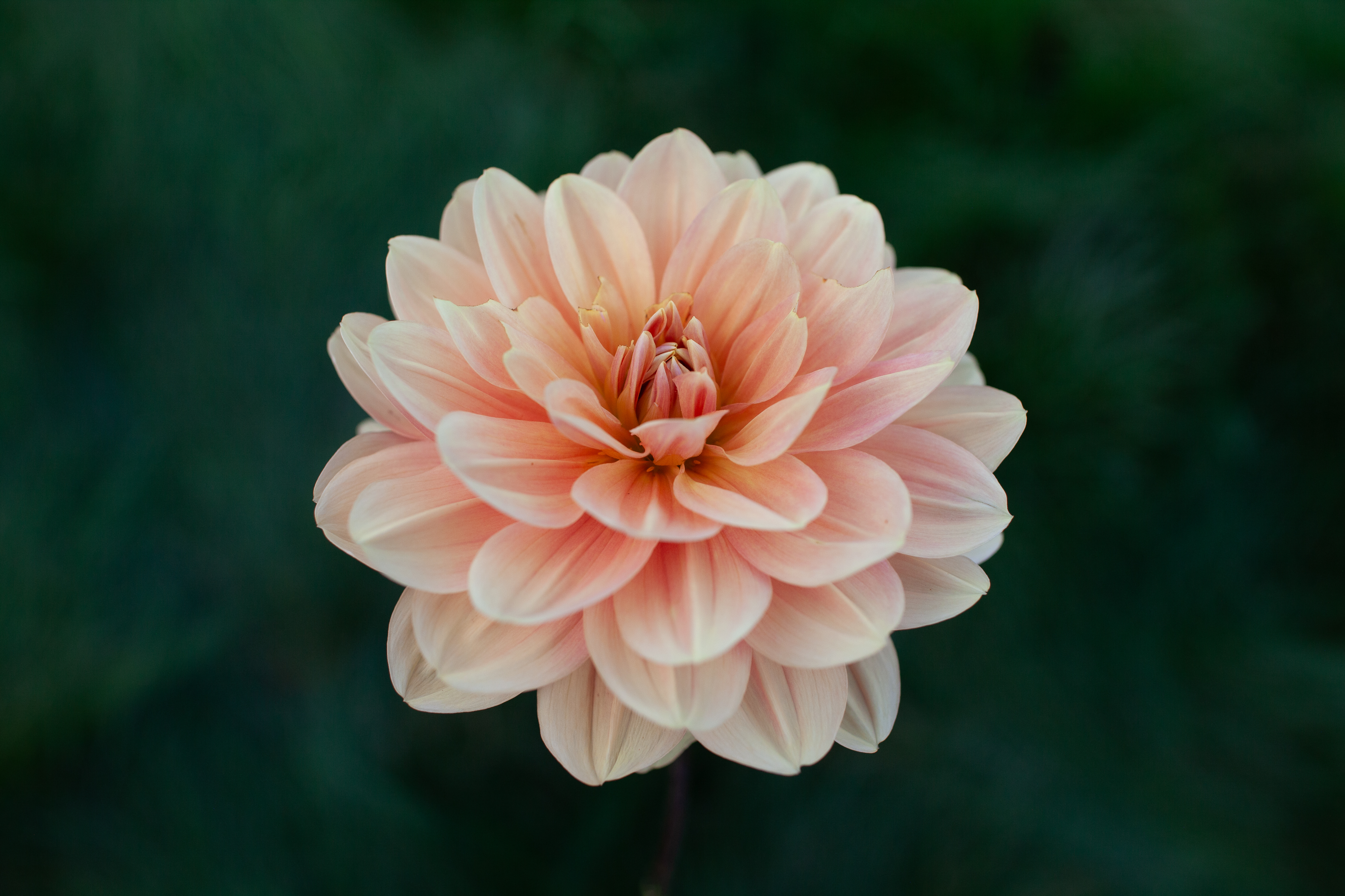 My Forever dahlia