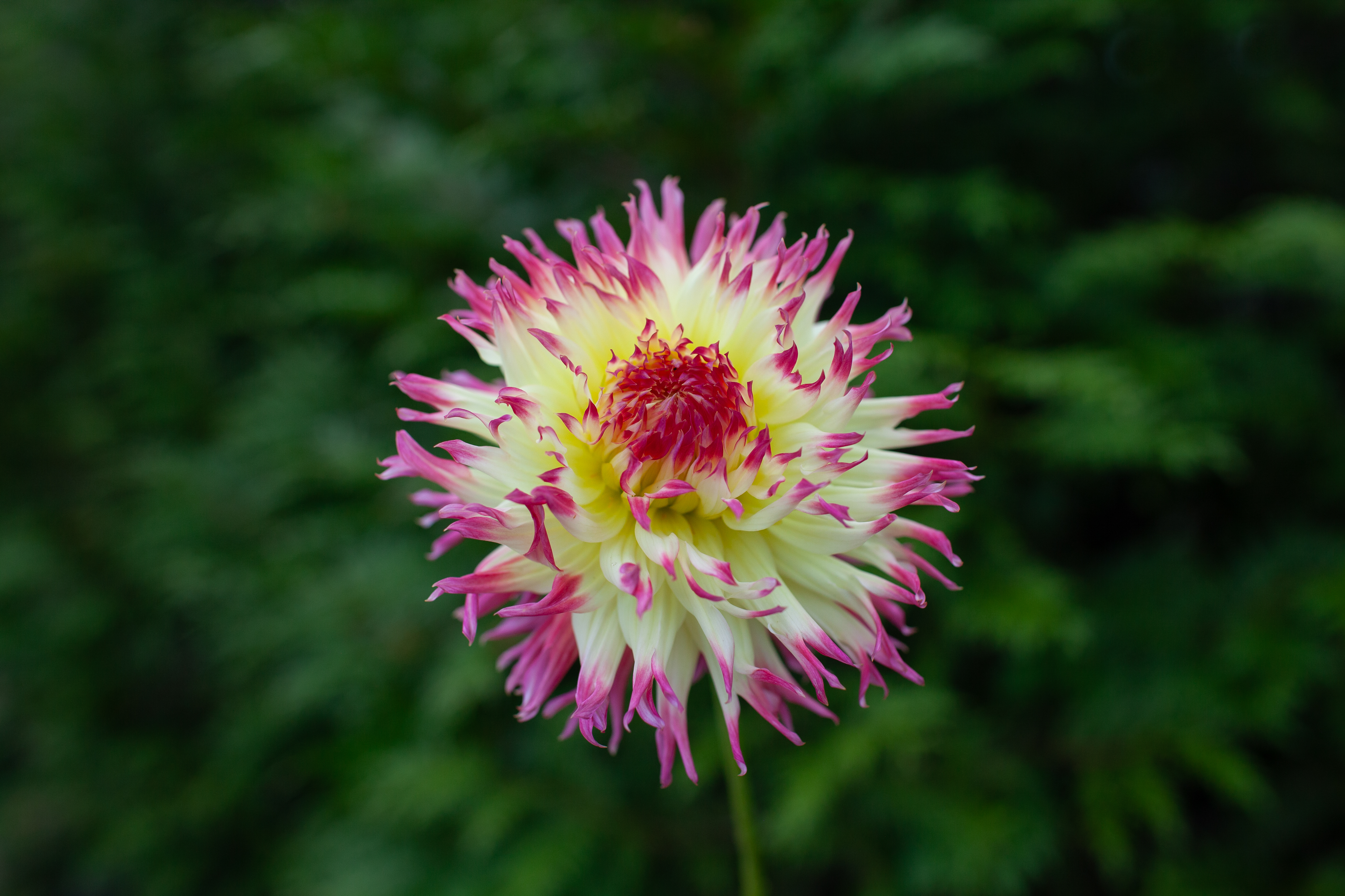 My Beverly dahlia