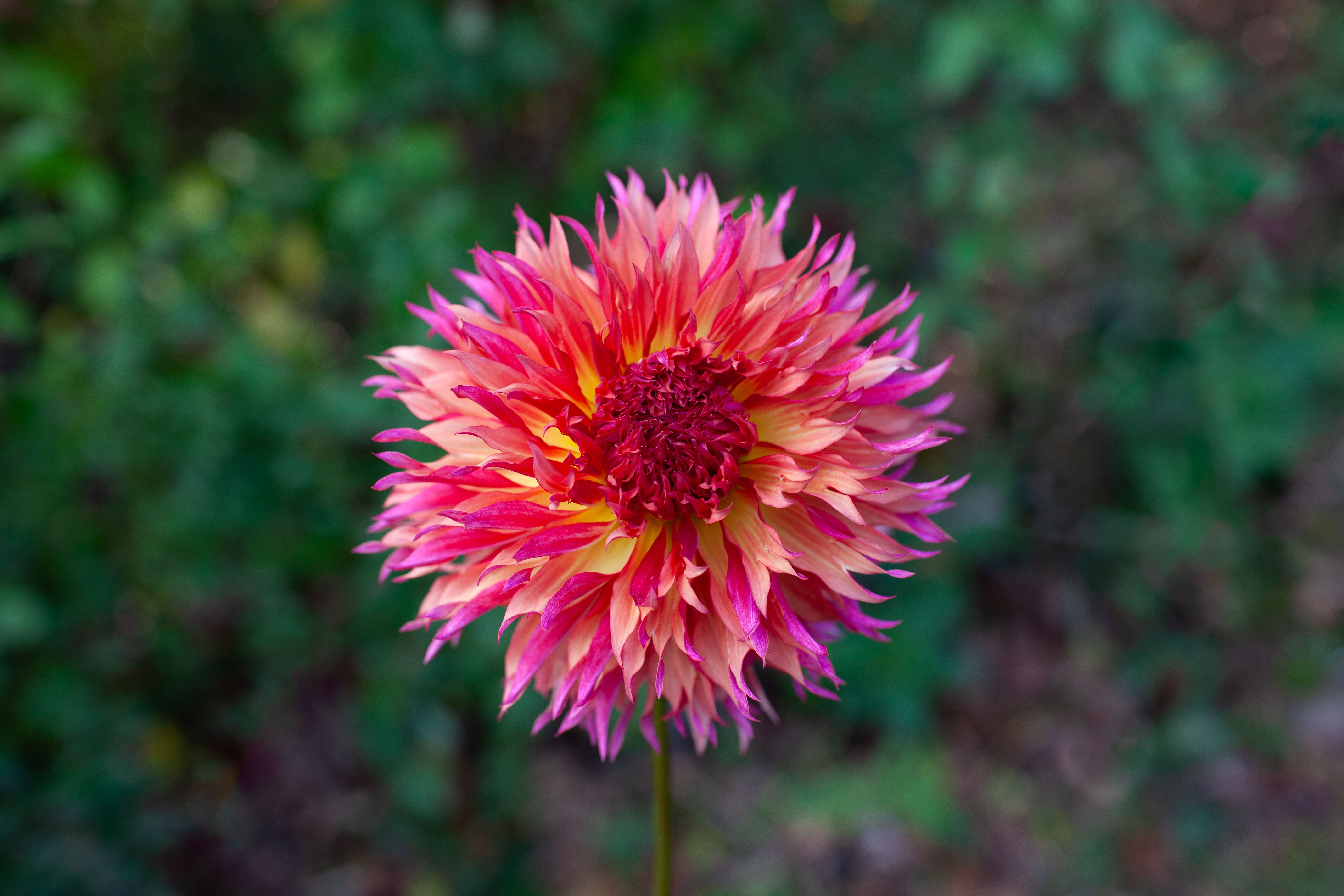 Myrtle's Folly dahlia