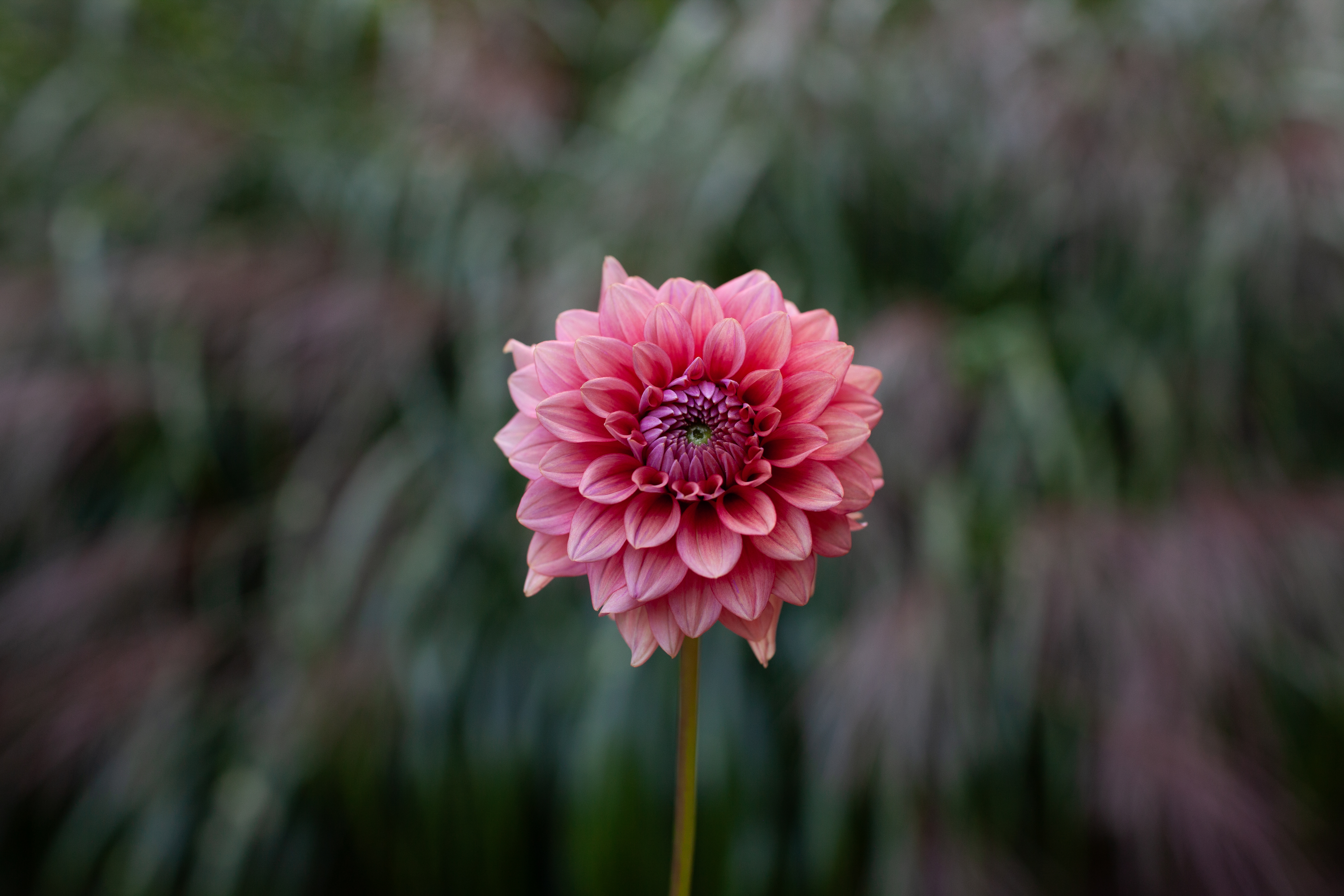 Mystique dahlia