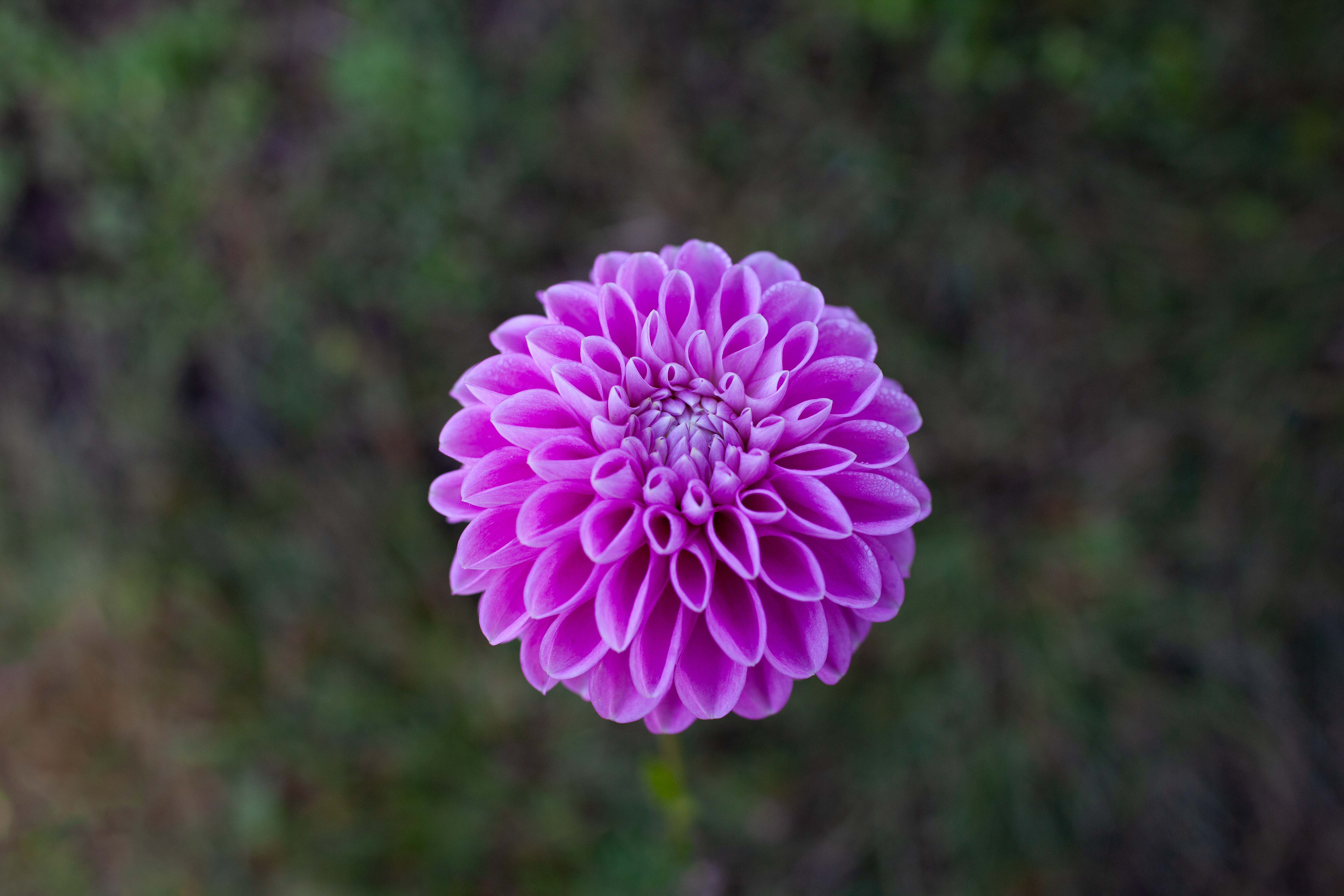 Narrows Pam dahlia