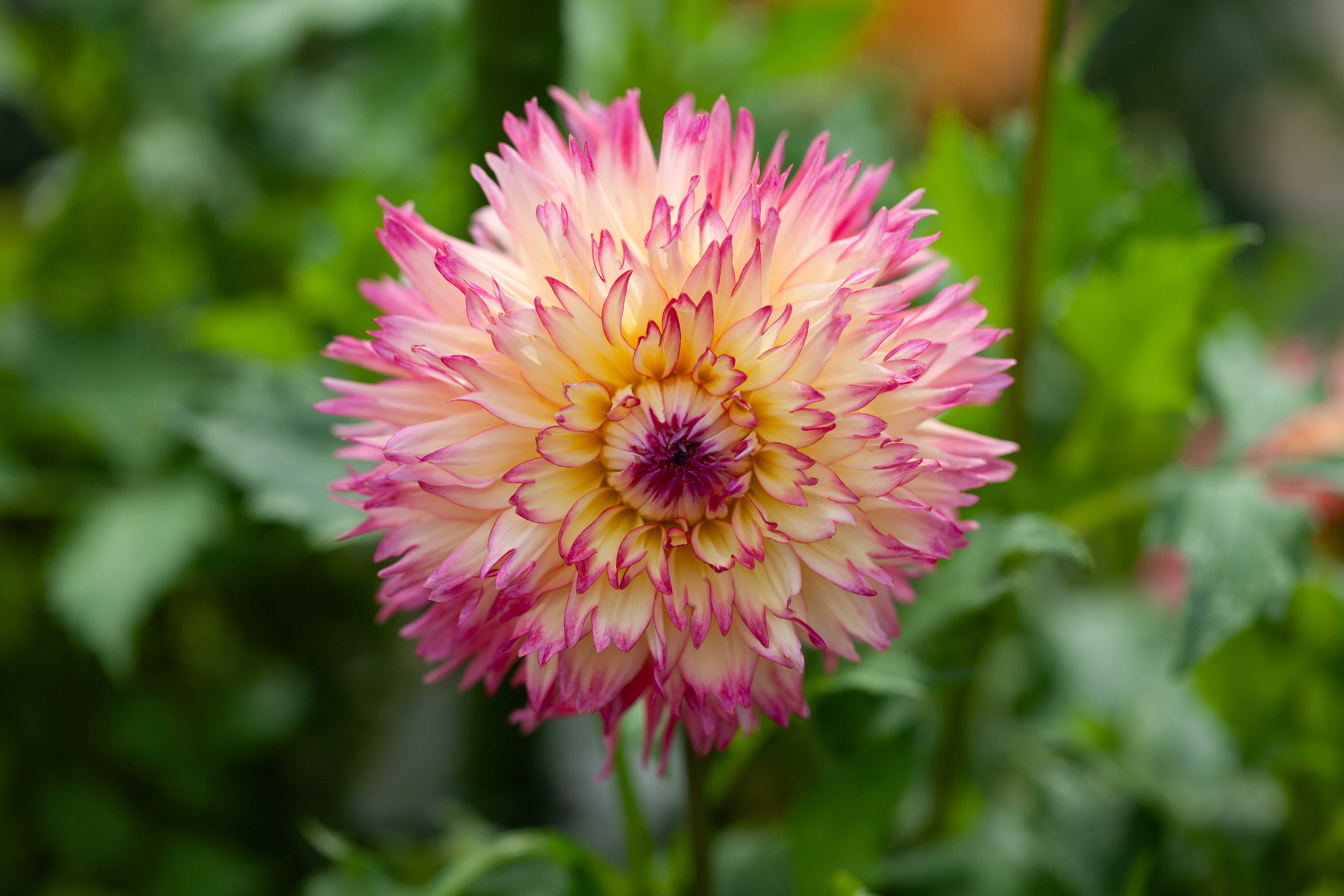 Nenekazi dahlia