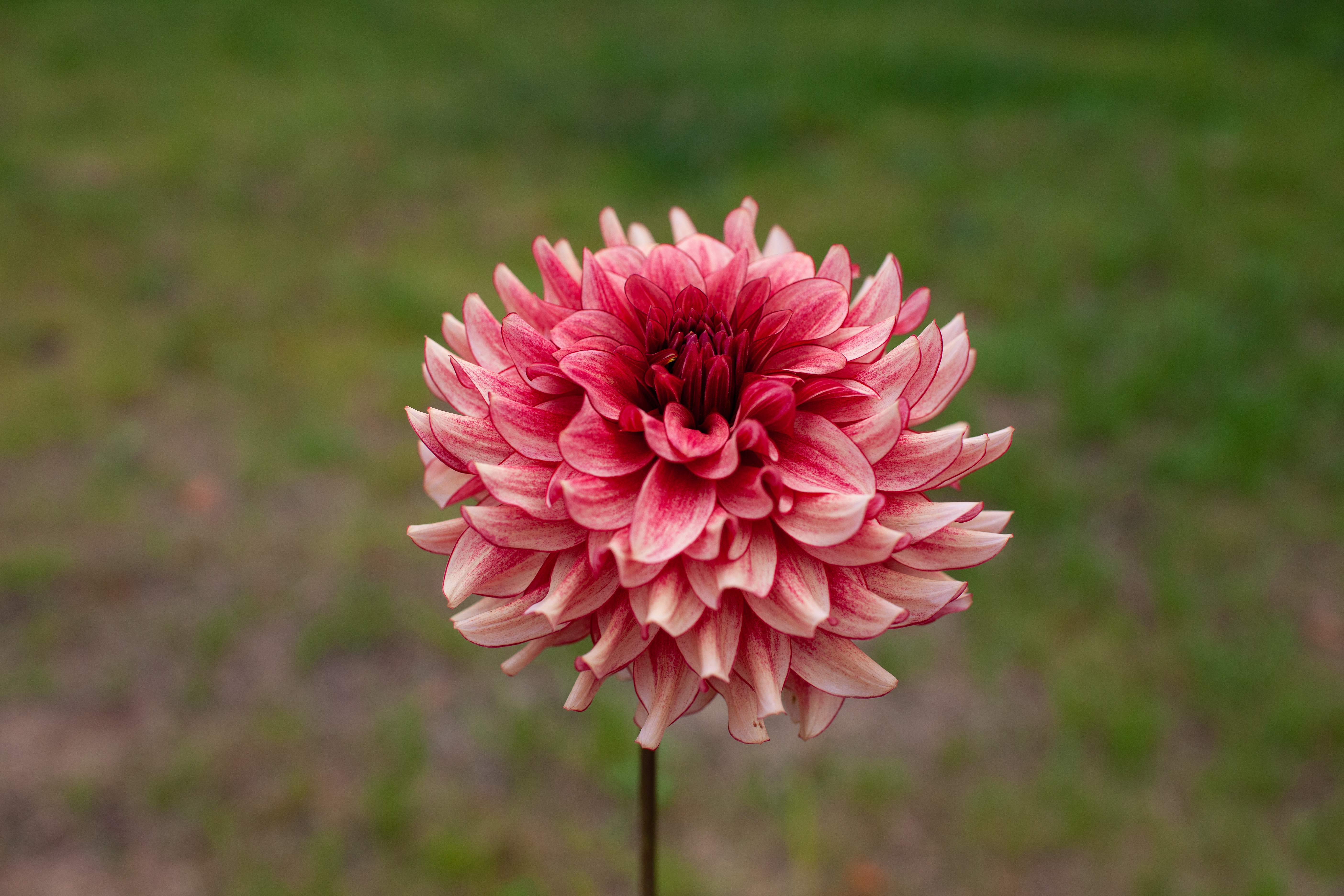 N-Force dahlia