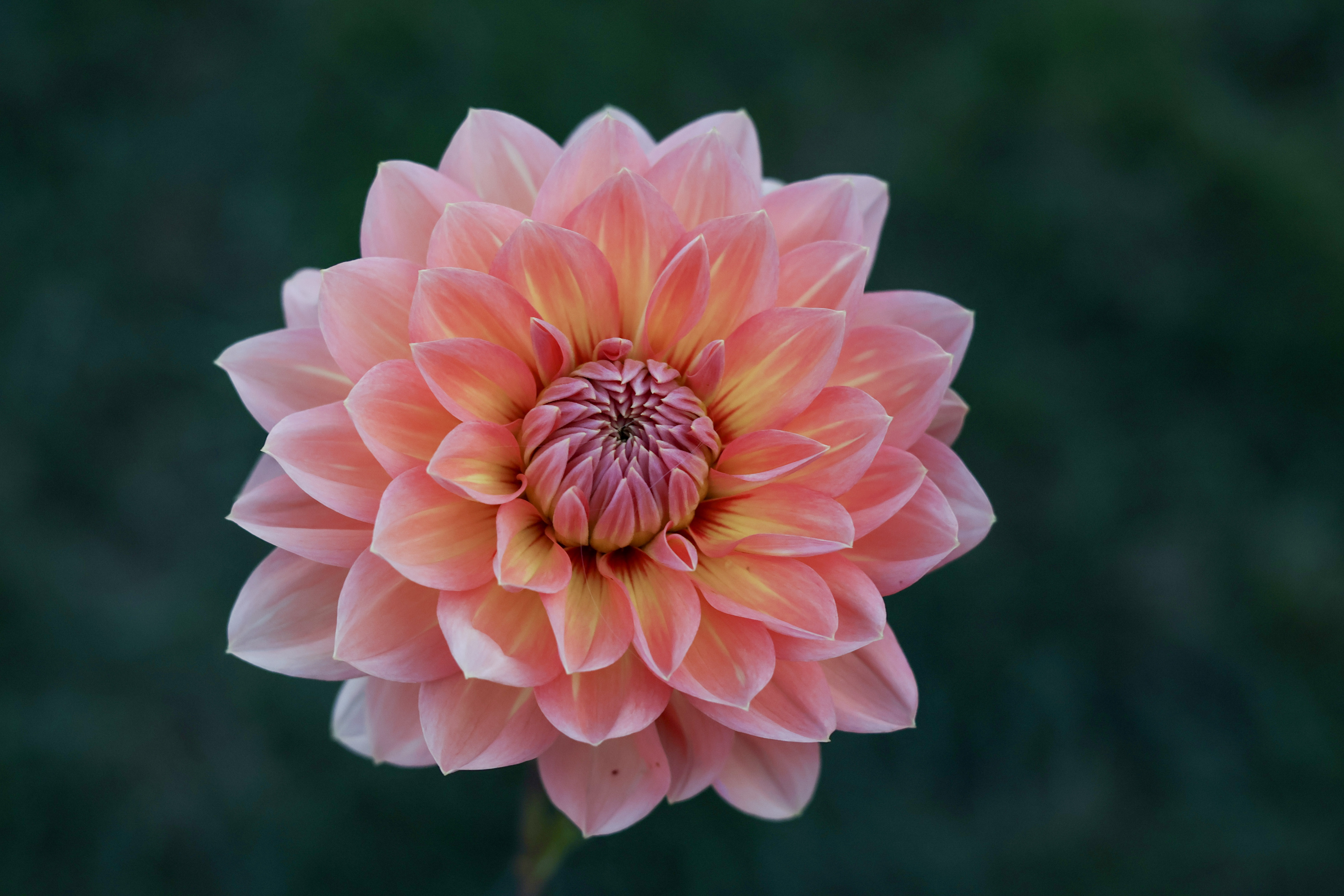 Nicholas dahlia