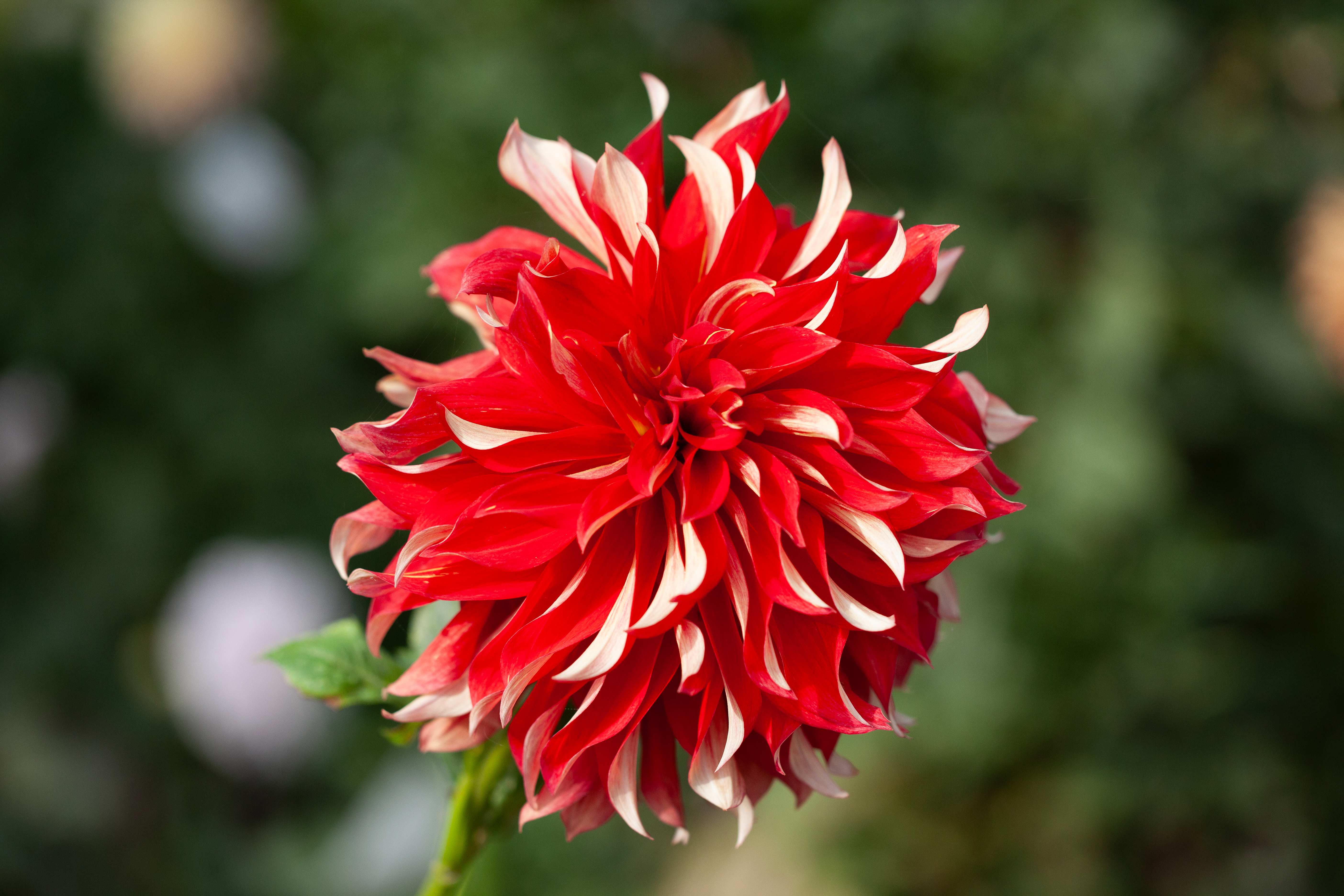 Nick Sr dahlia