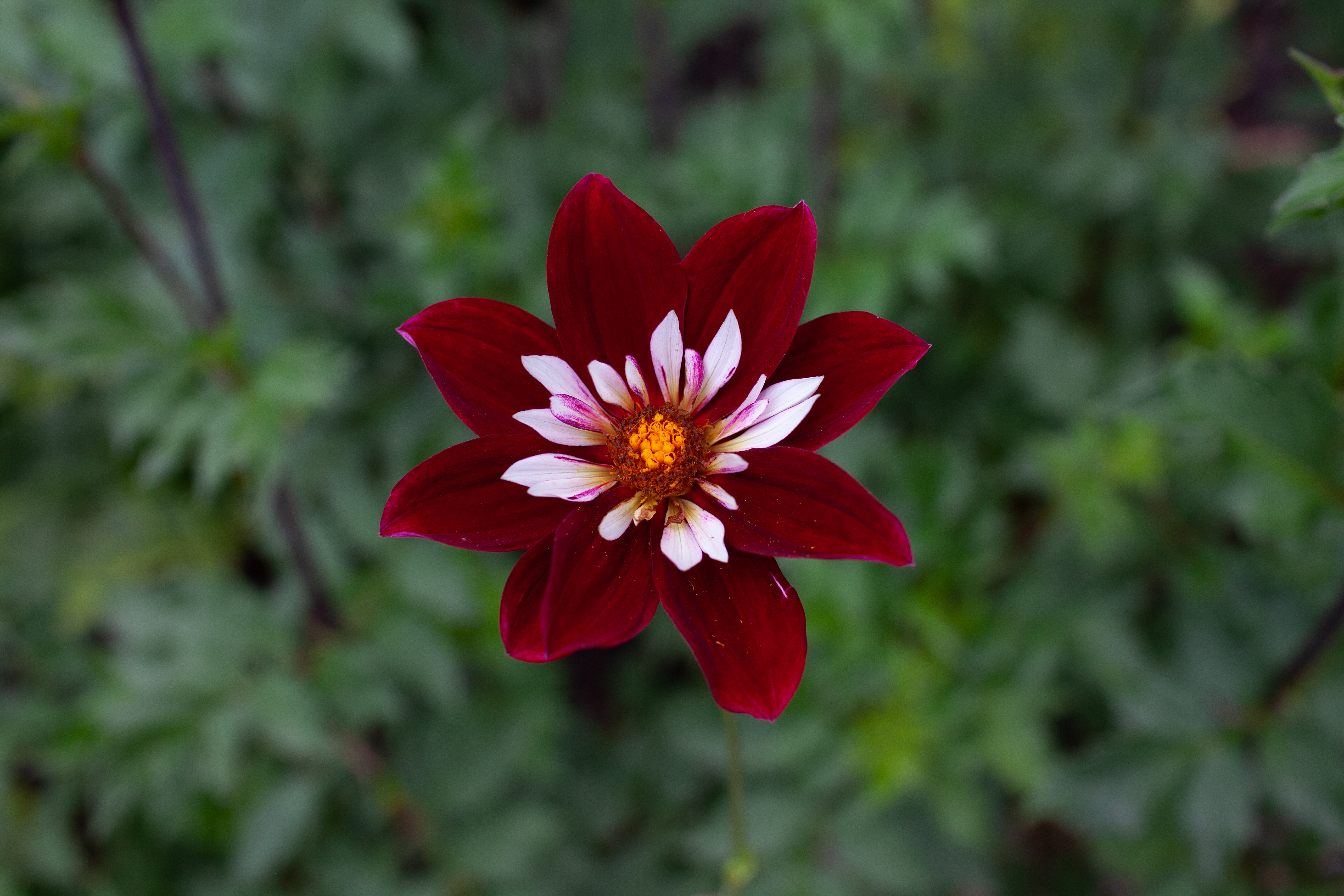 Night Butterfly dahlia