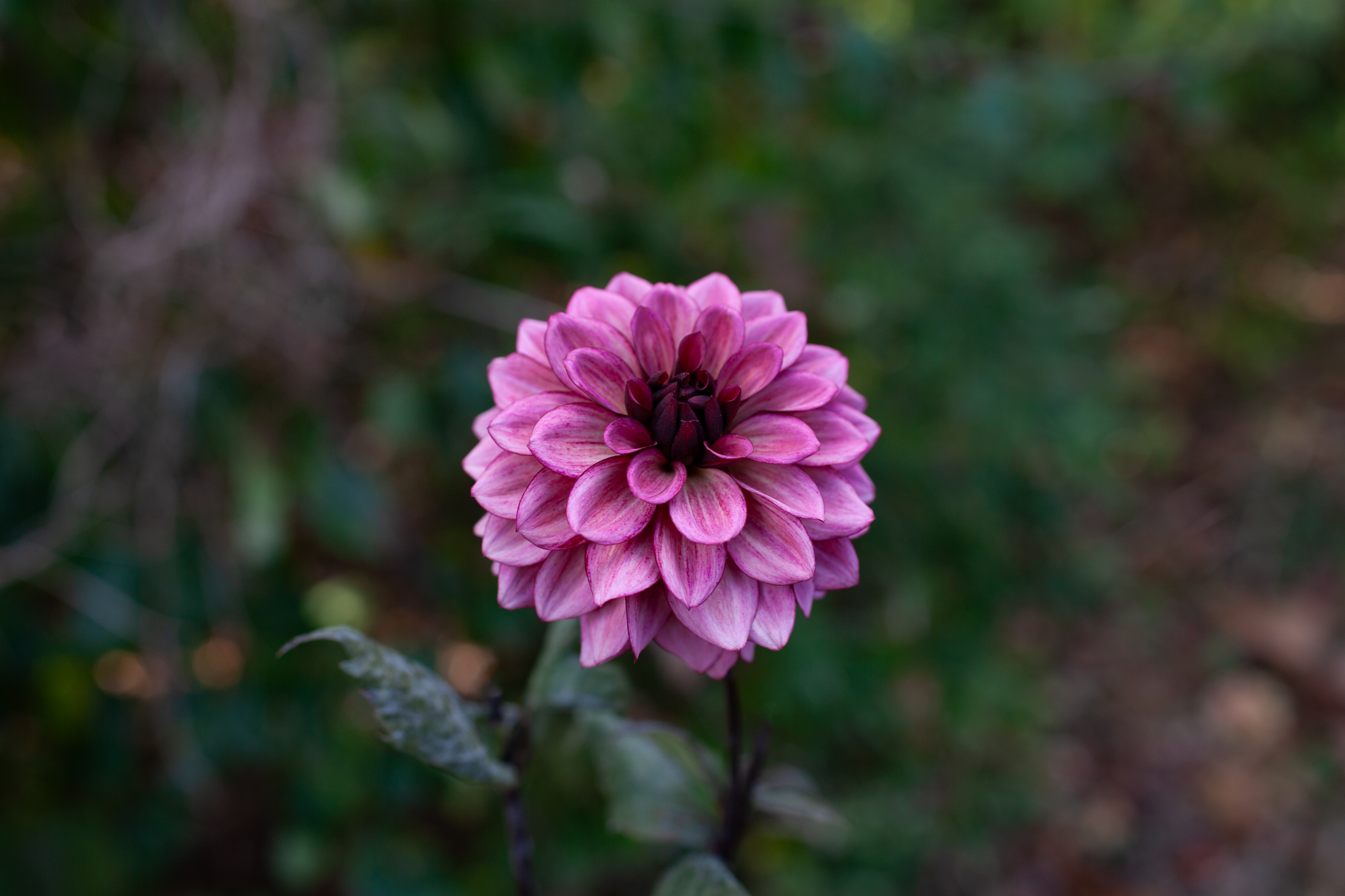 Night Silence dahlia
