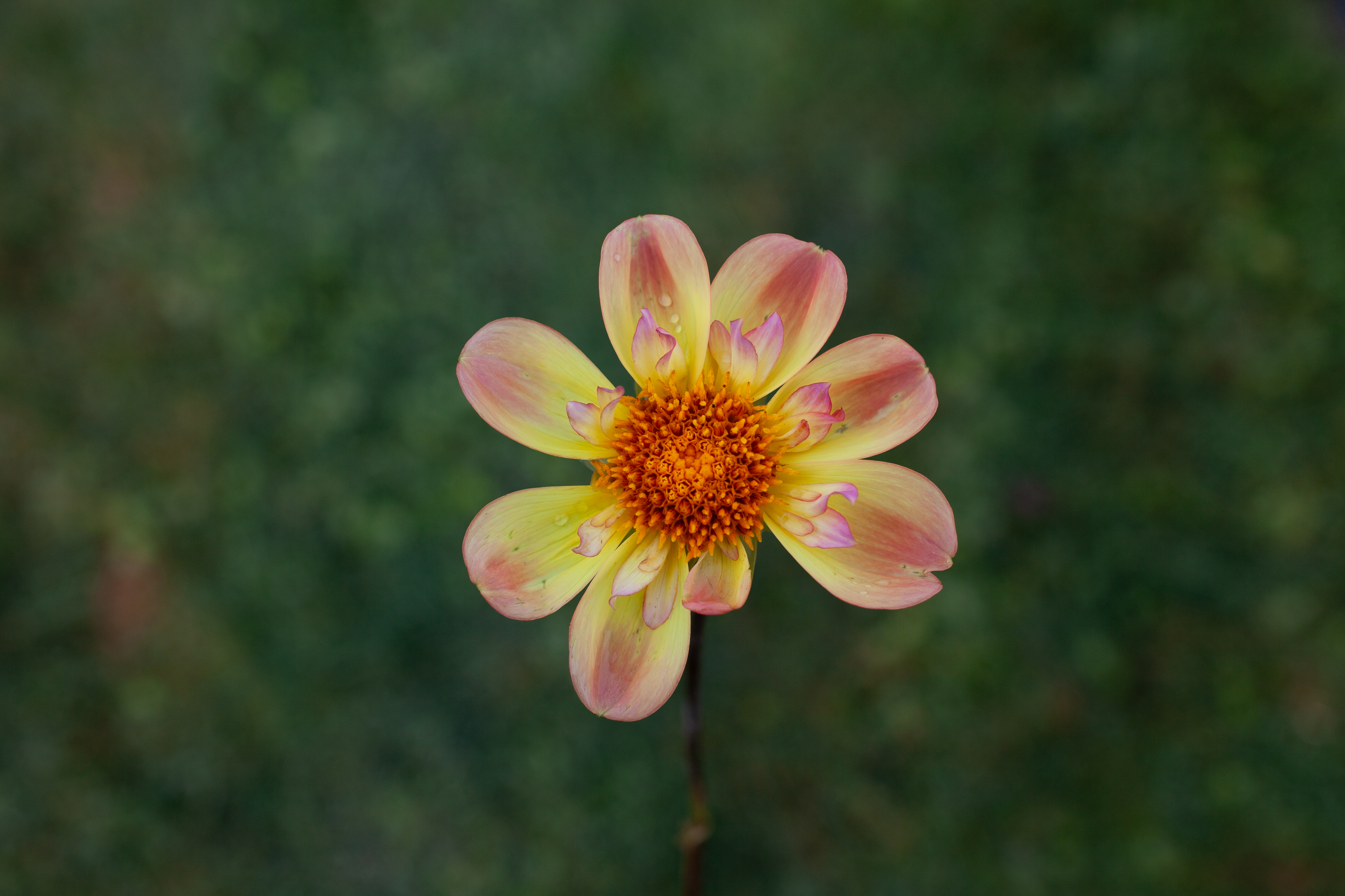 Ntac Eileen dahlia