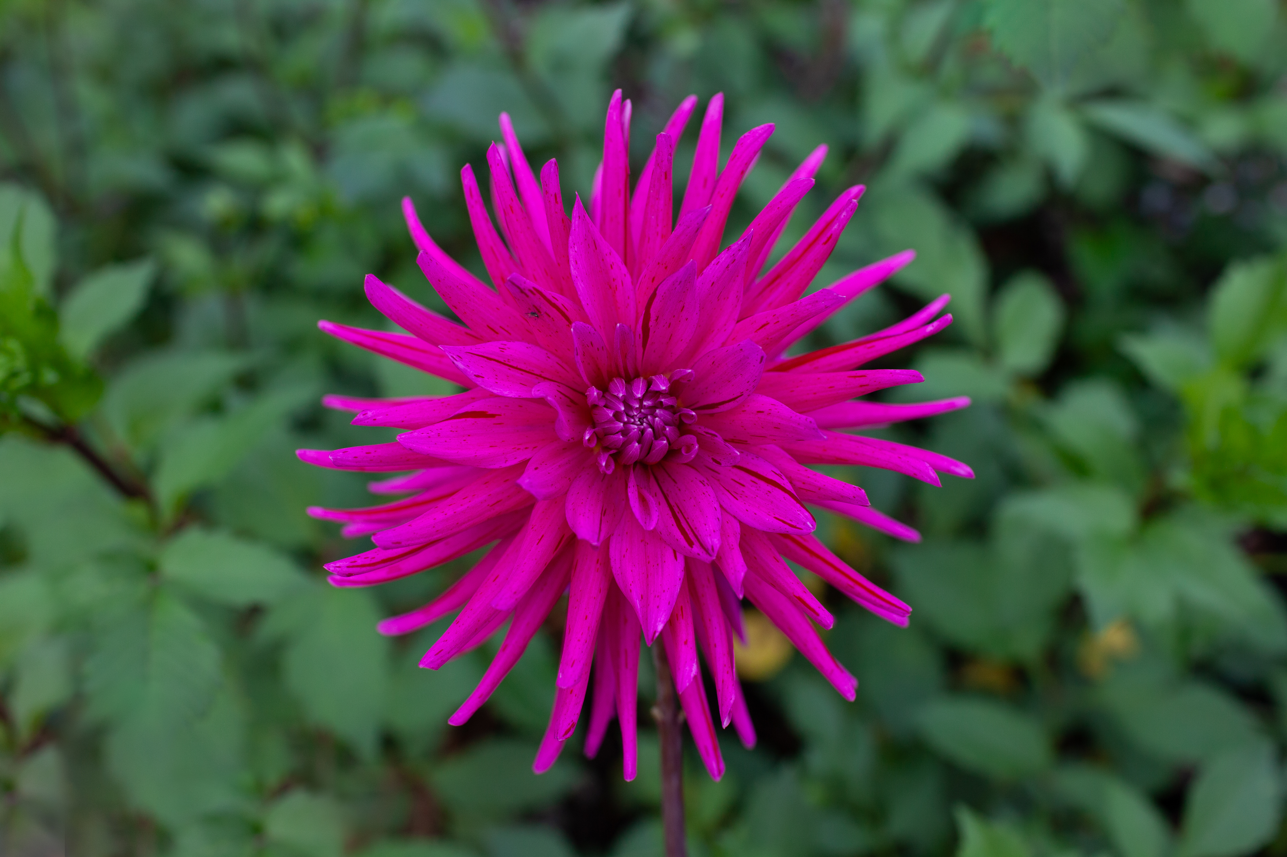 Nita dahlia