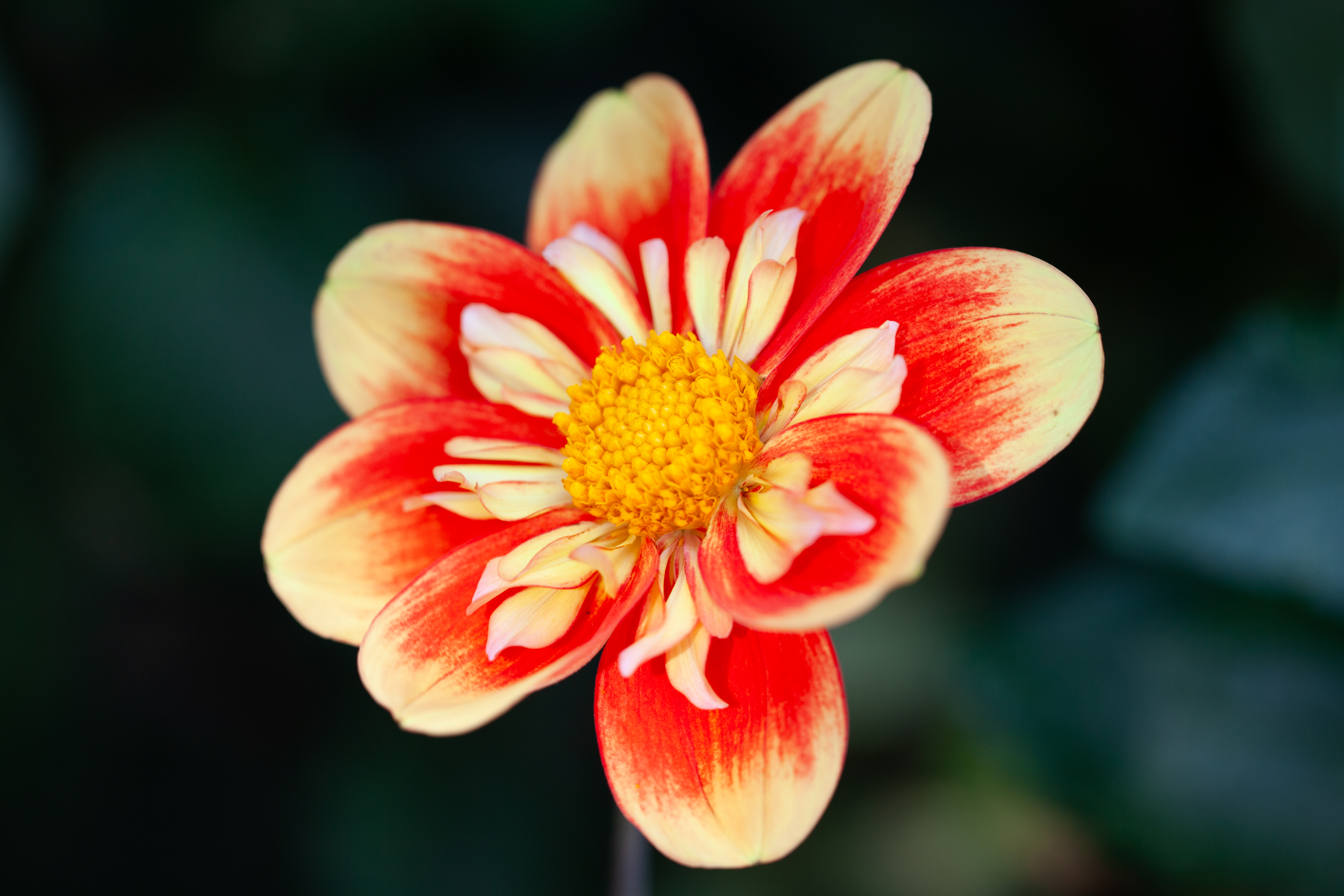 NTAC Solar Flare dahlia