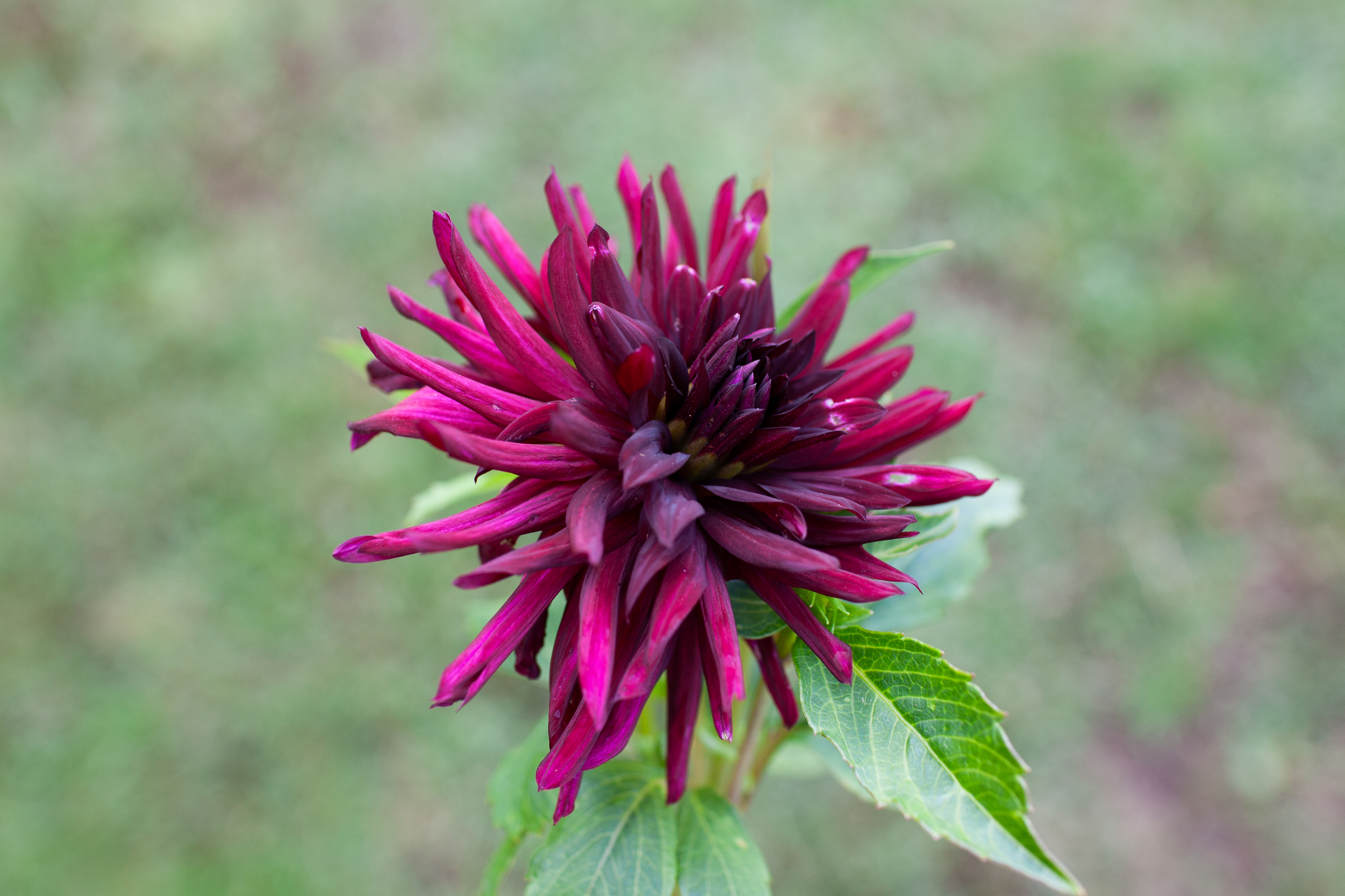 Nuit D'ete dahlia