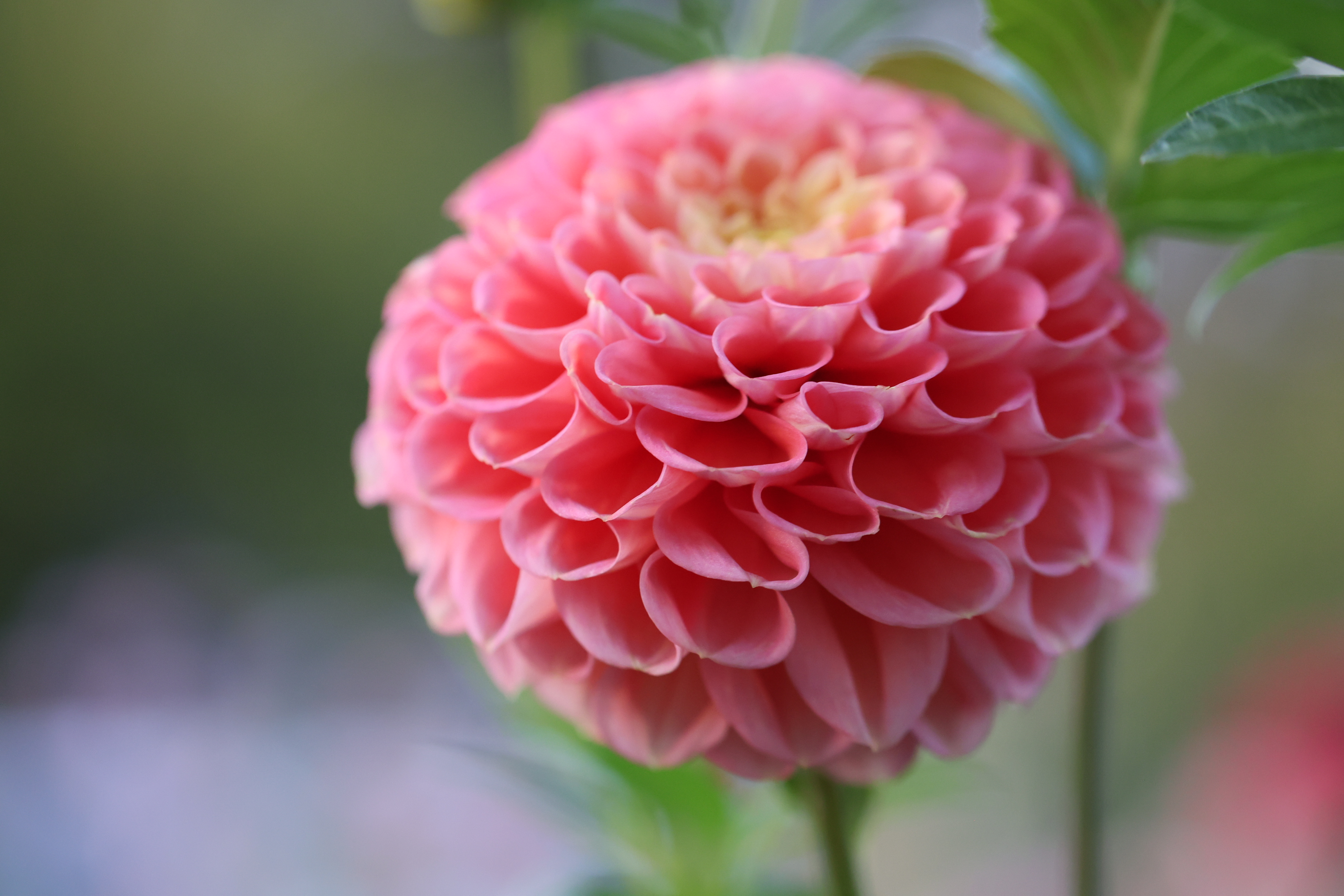 Oh Honey dahlia