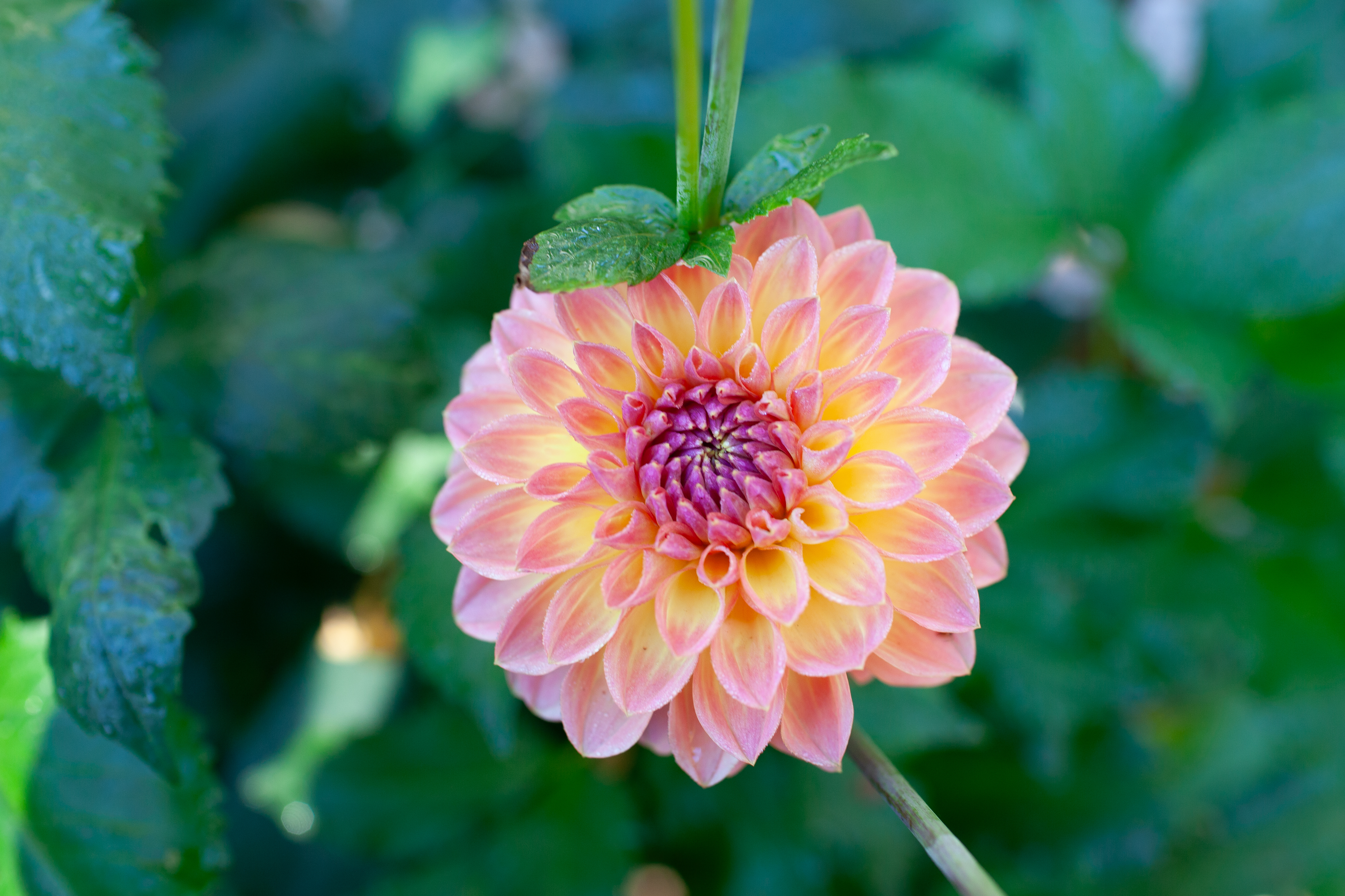 Orange Breeze dahlia
