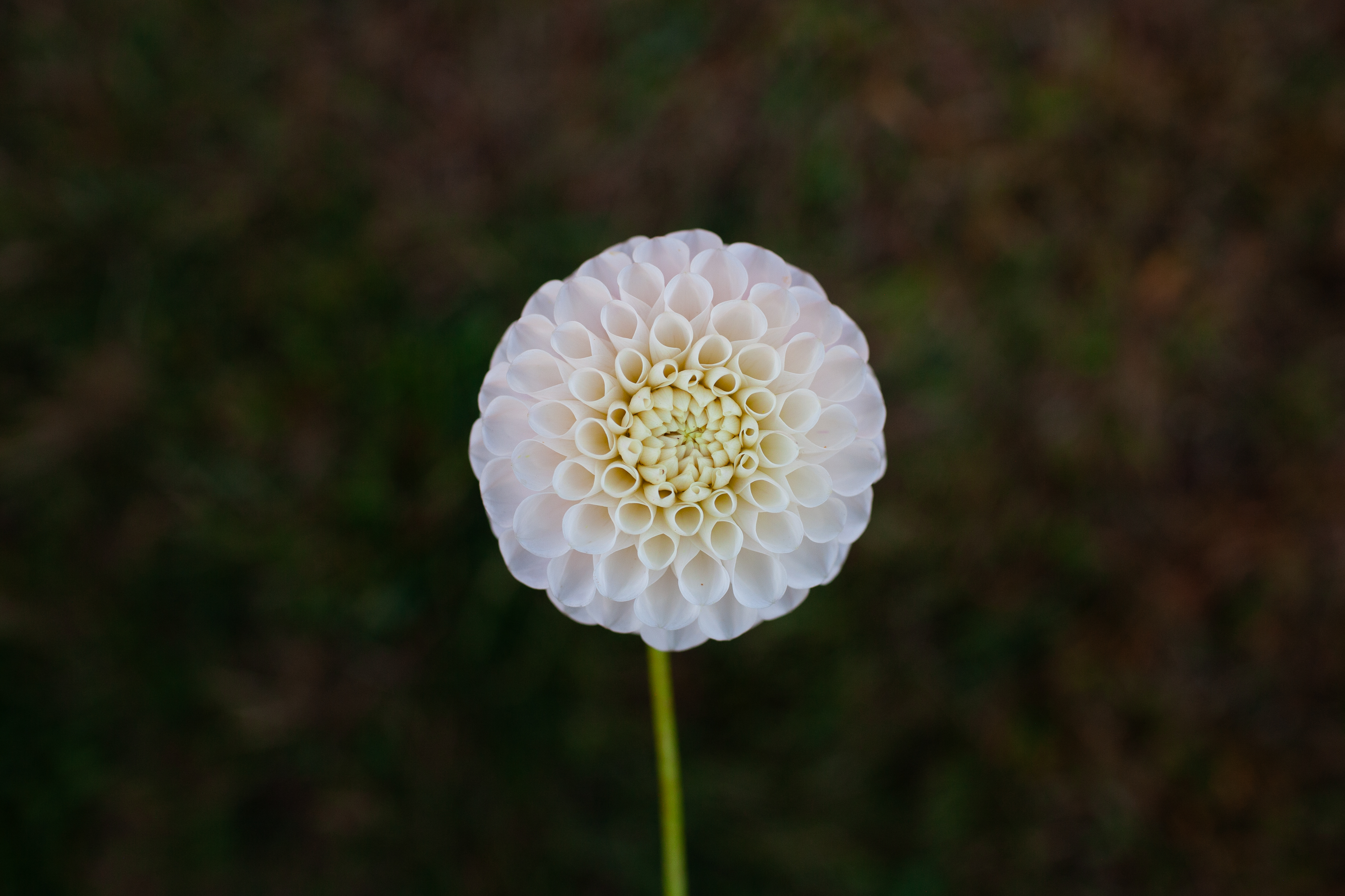 Opal dahlia