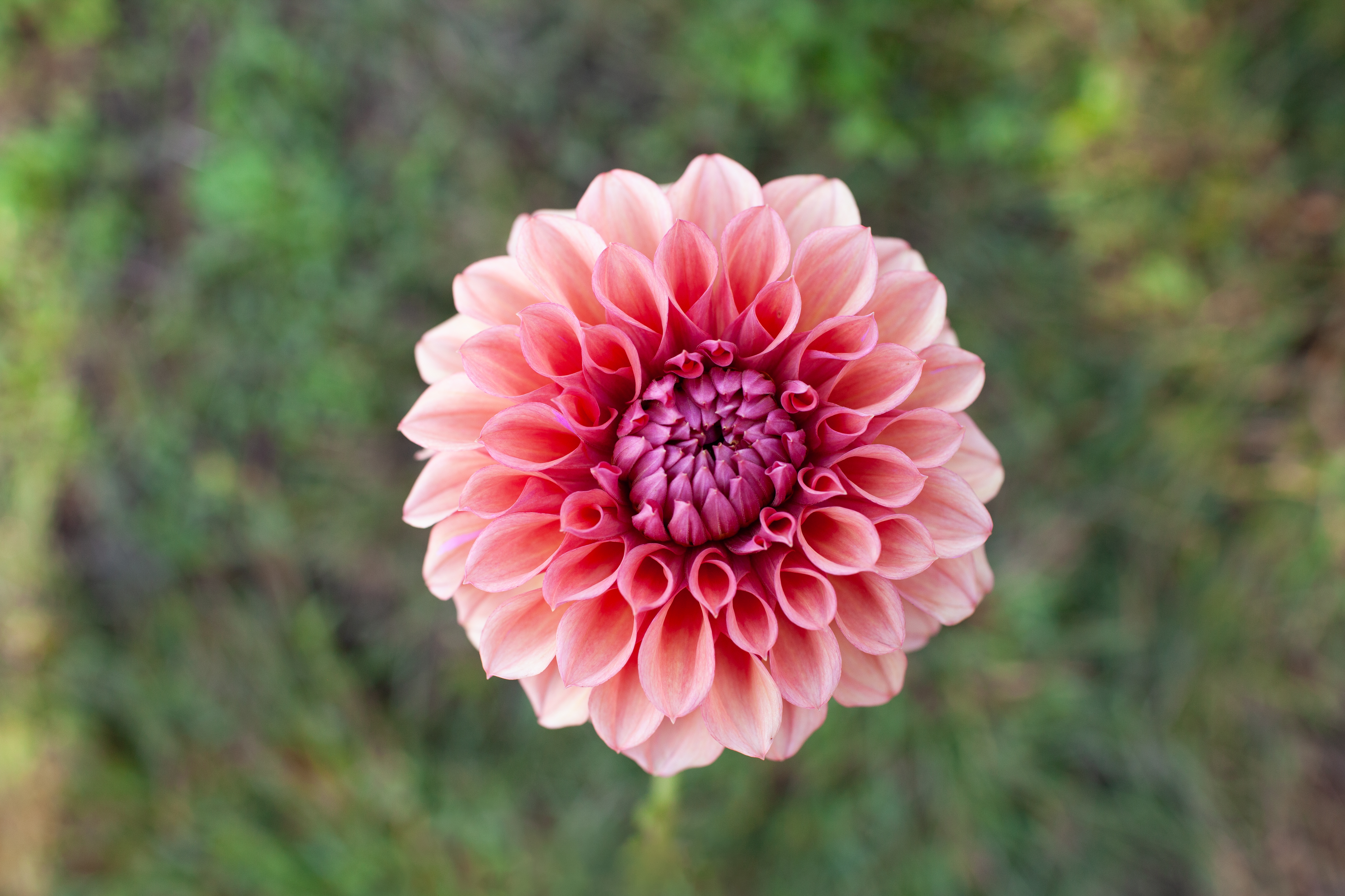 Orange Globe dahlia