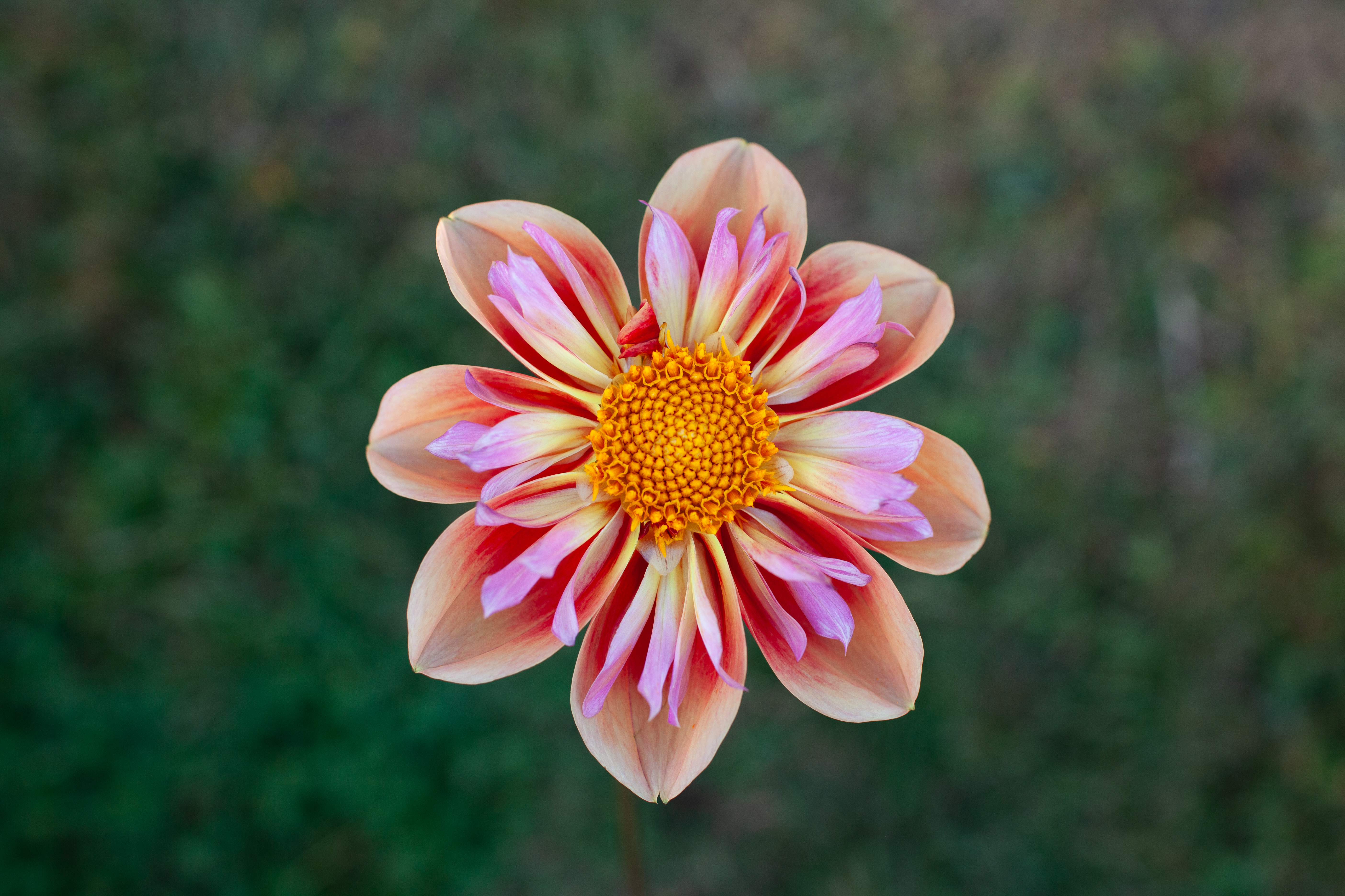 Orange Hype dahlia