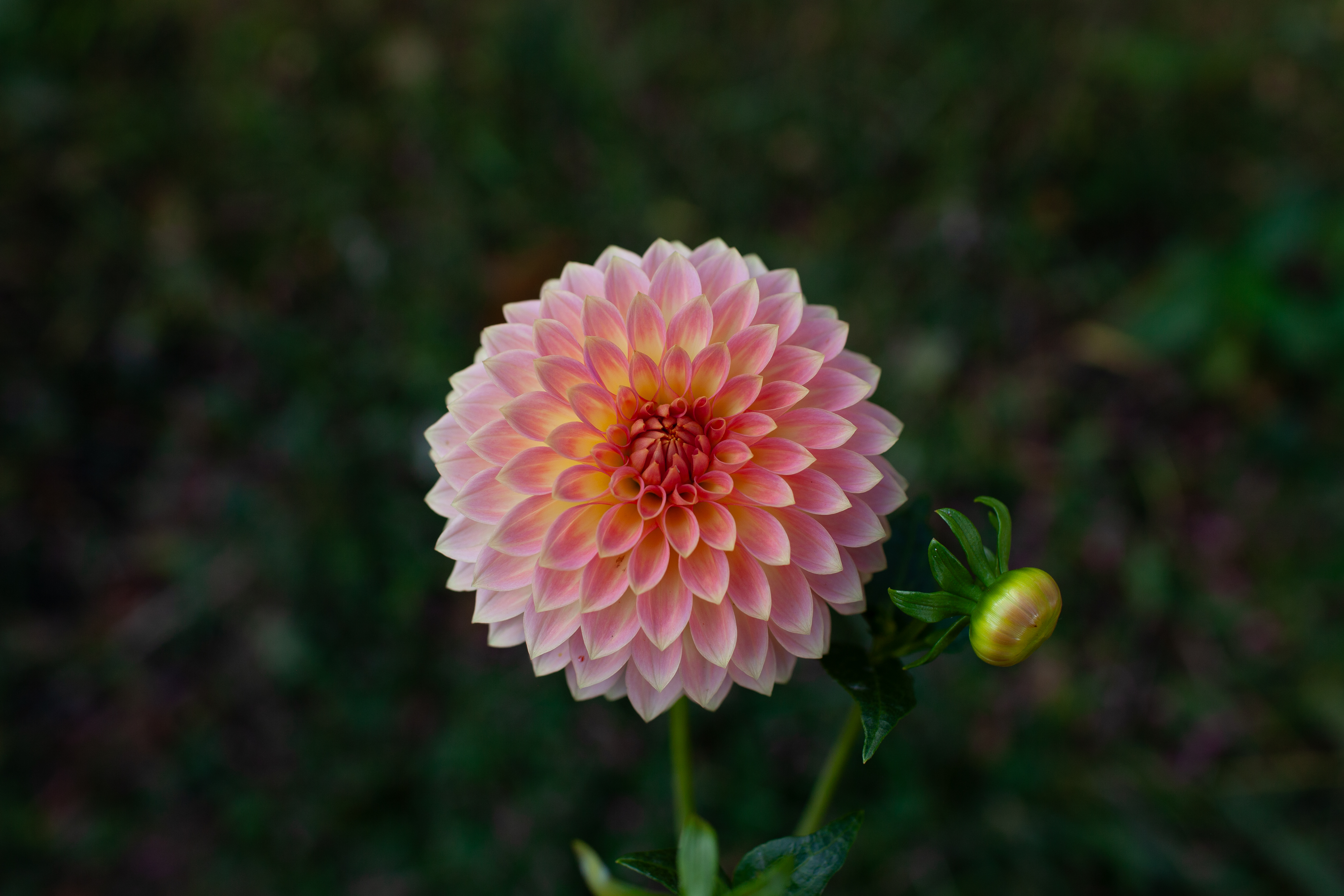 Oreti Adele dahlia