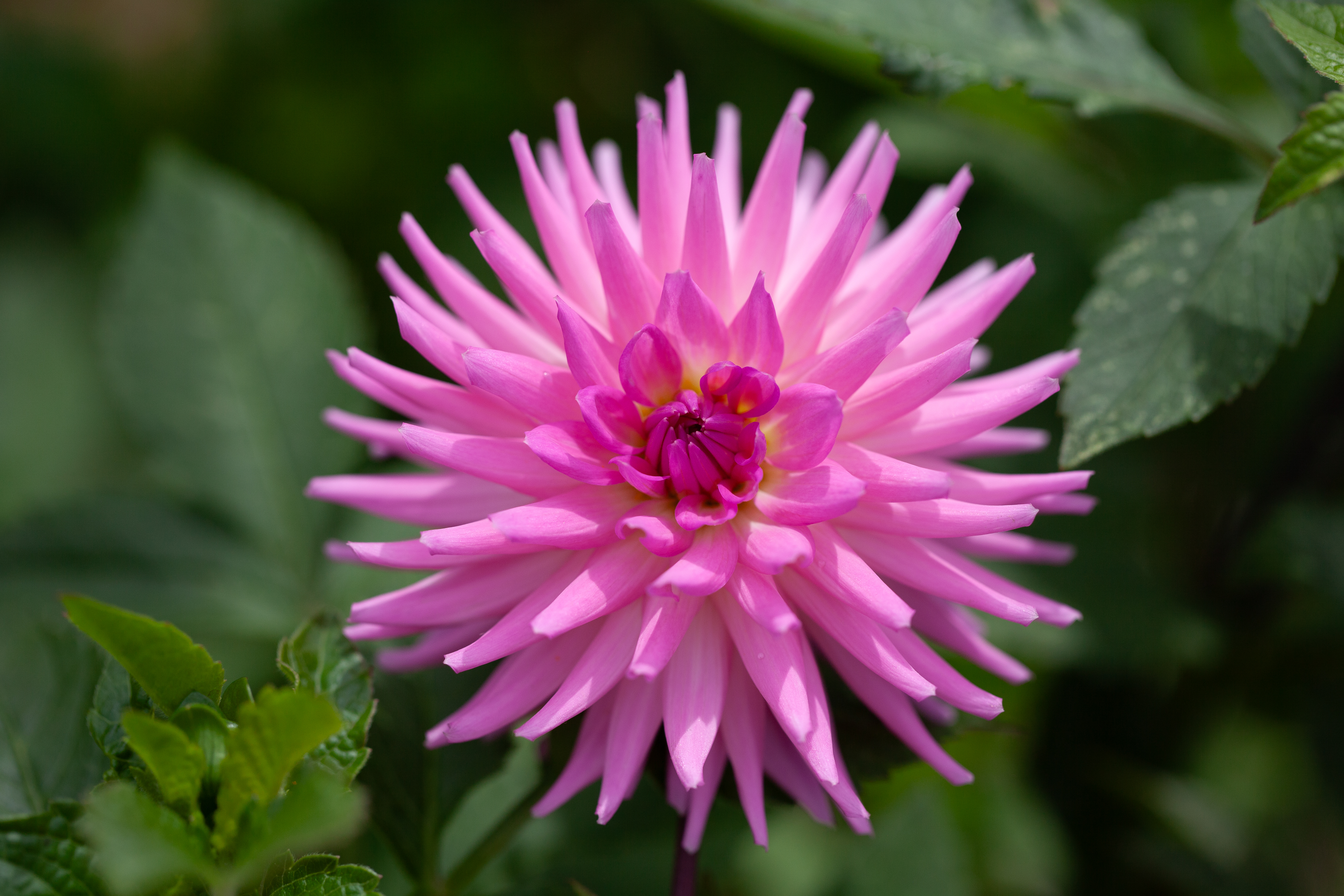 Parkland Rave dahlia