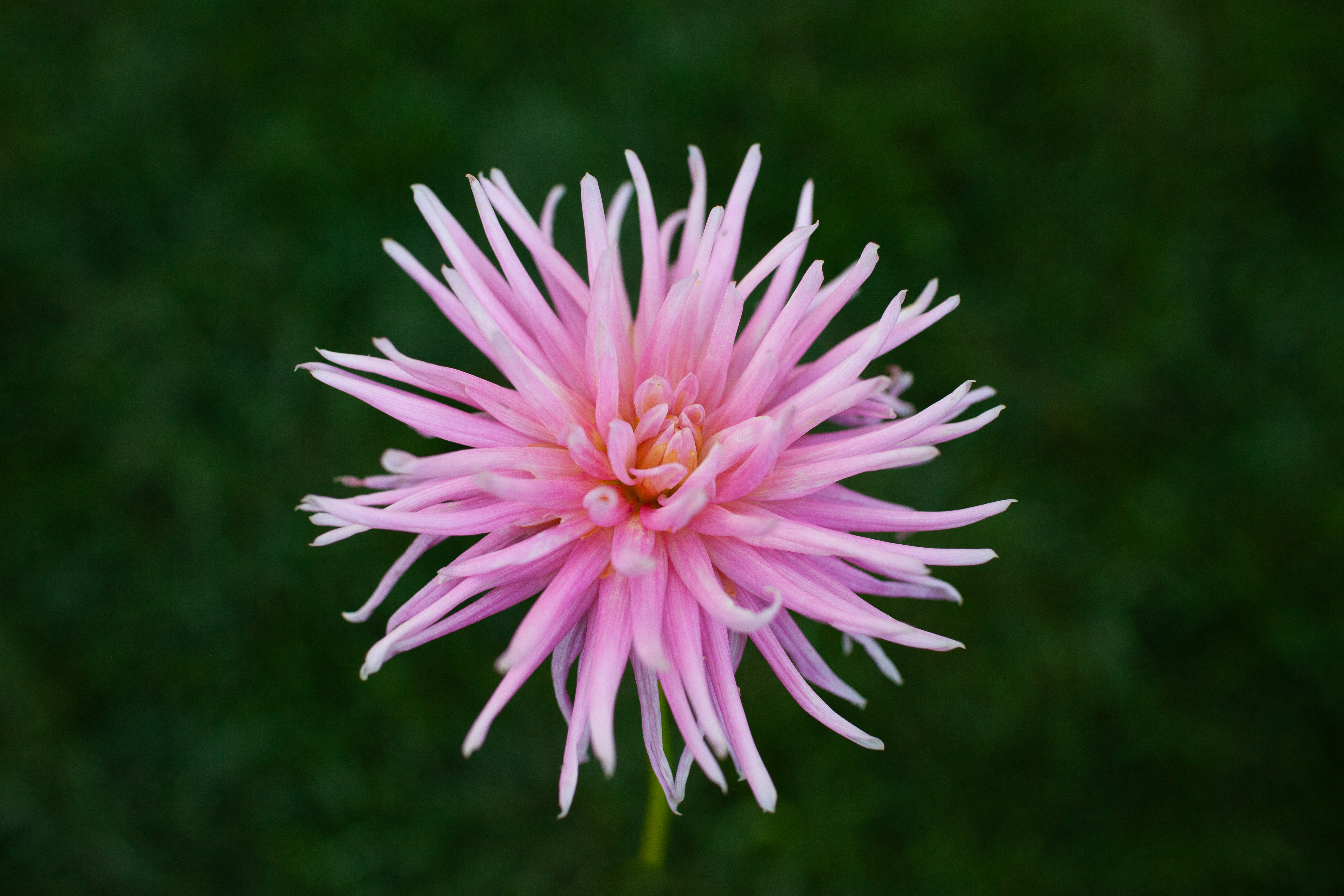 Park Princess dahlia