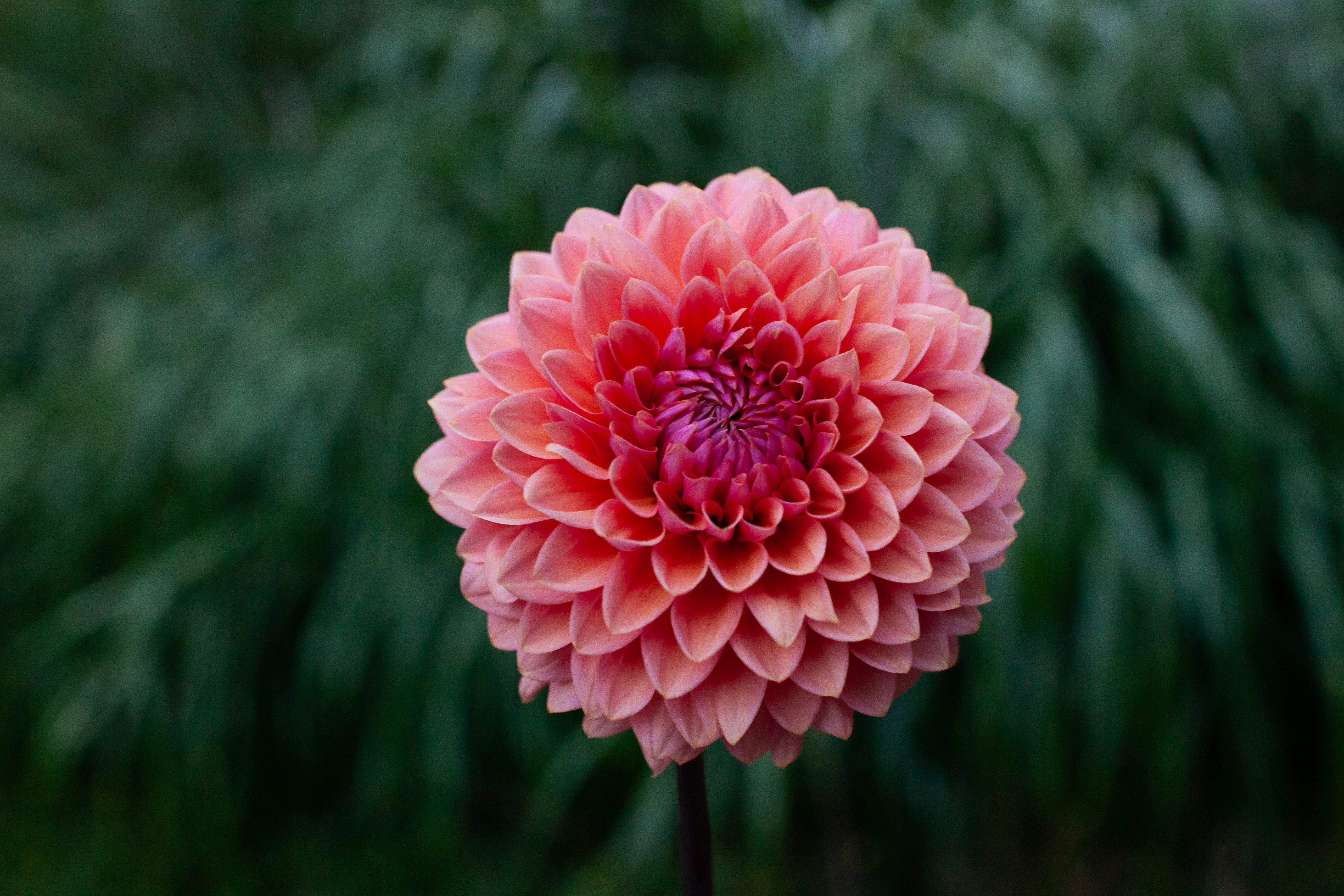 Parkland Tribute dahlia