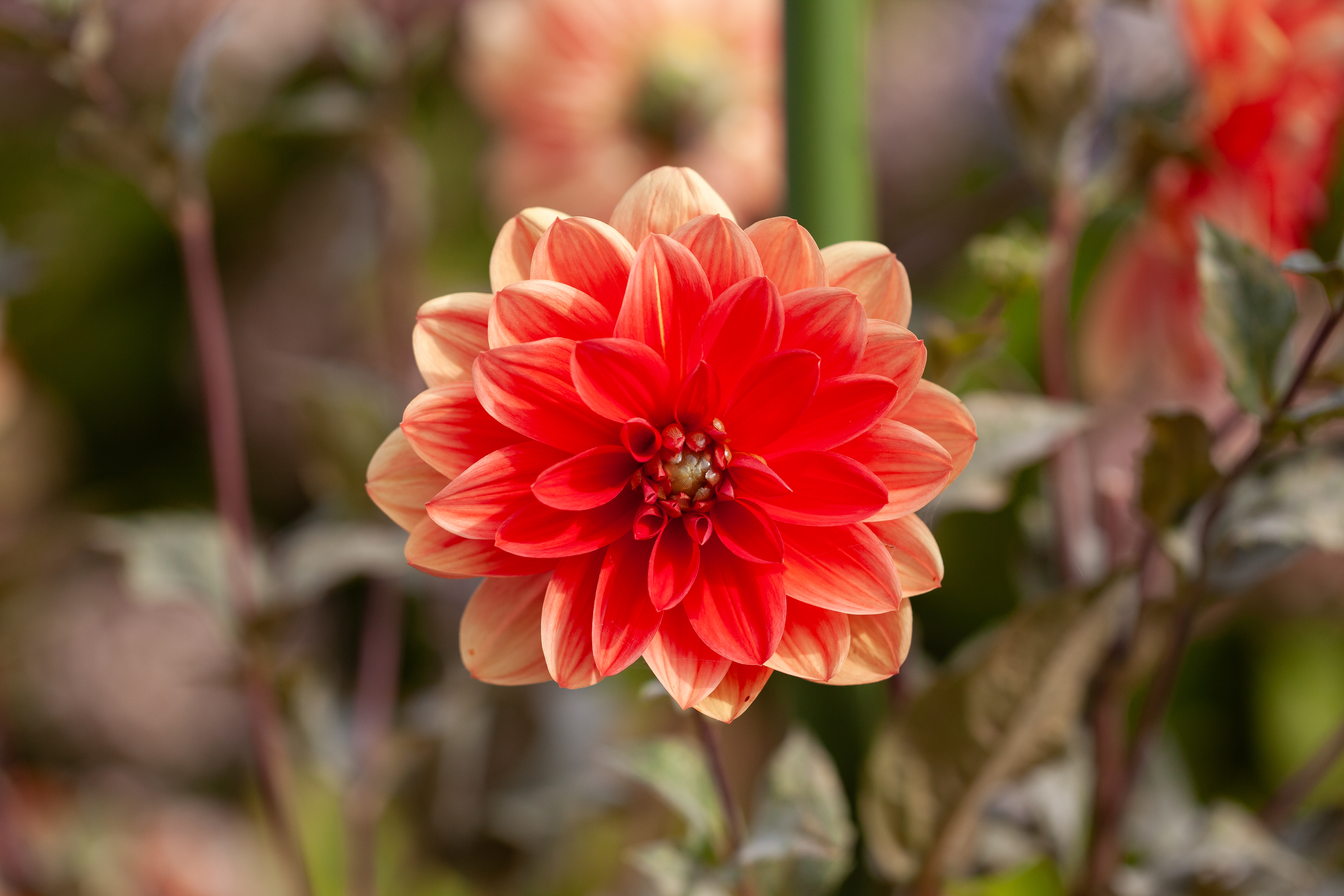 Patricia Ann's Sunset dahlia