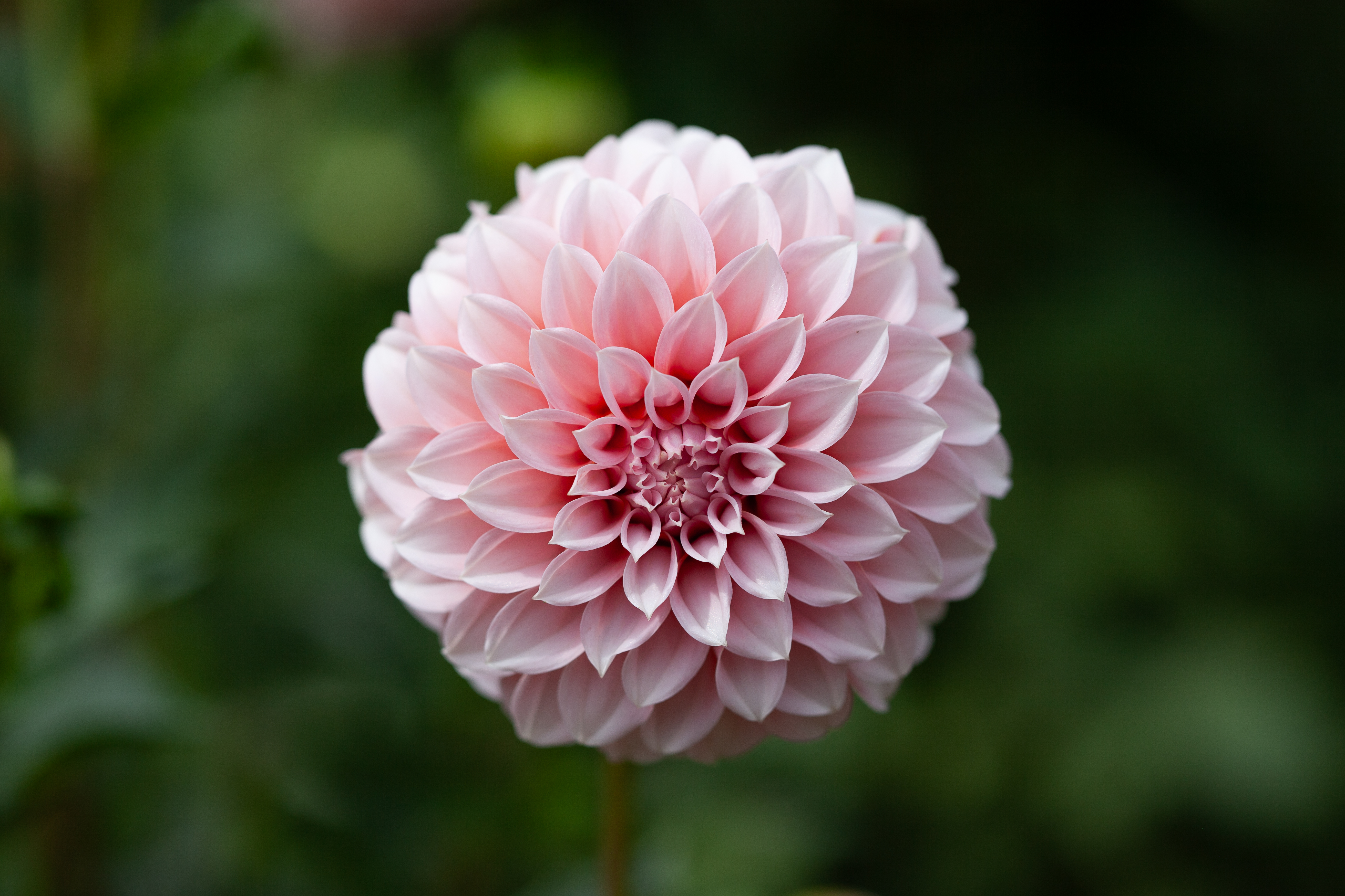 Peaches-N-Cream dahlia