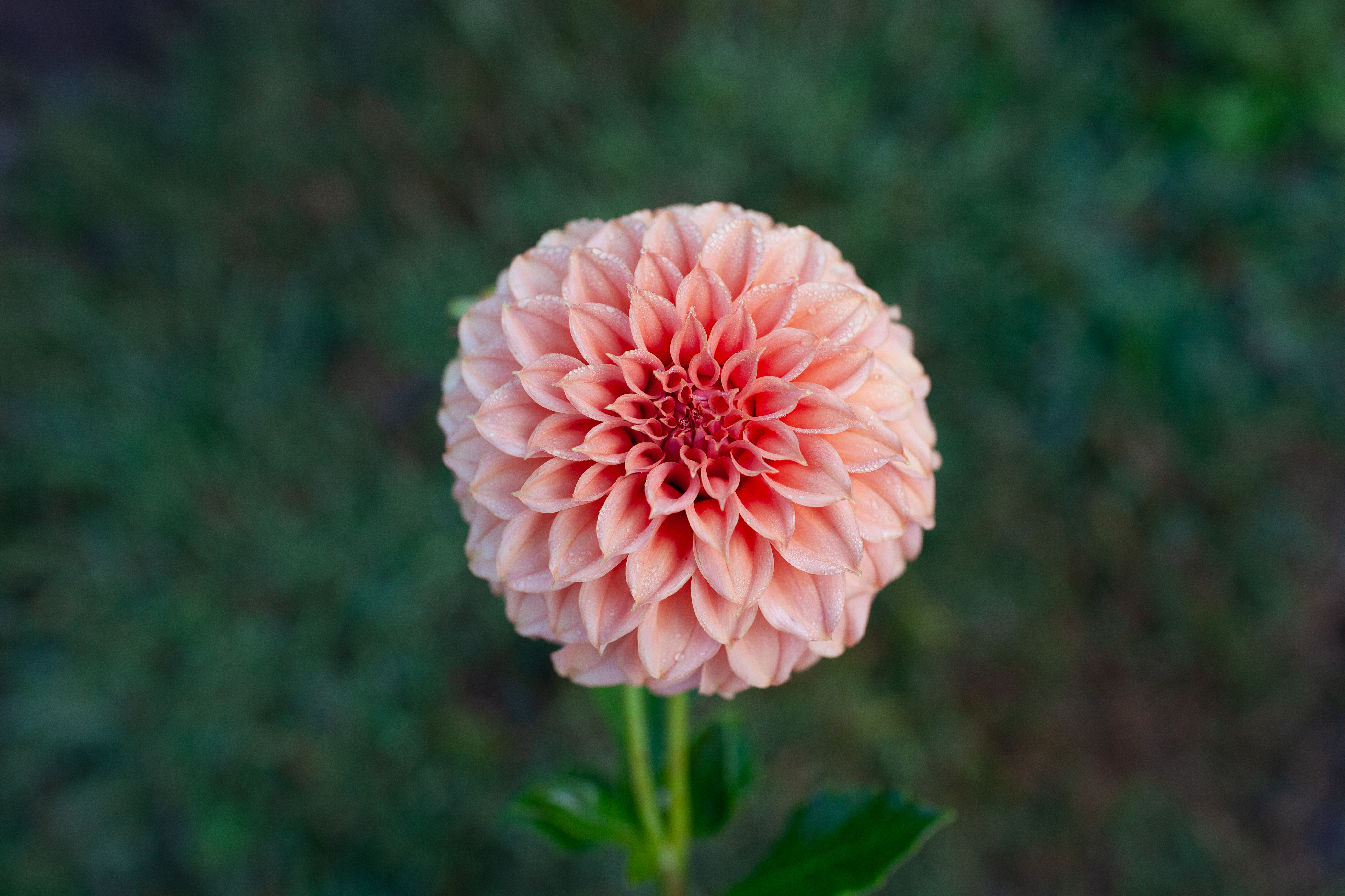Peaches N Peaches dahlia
