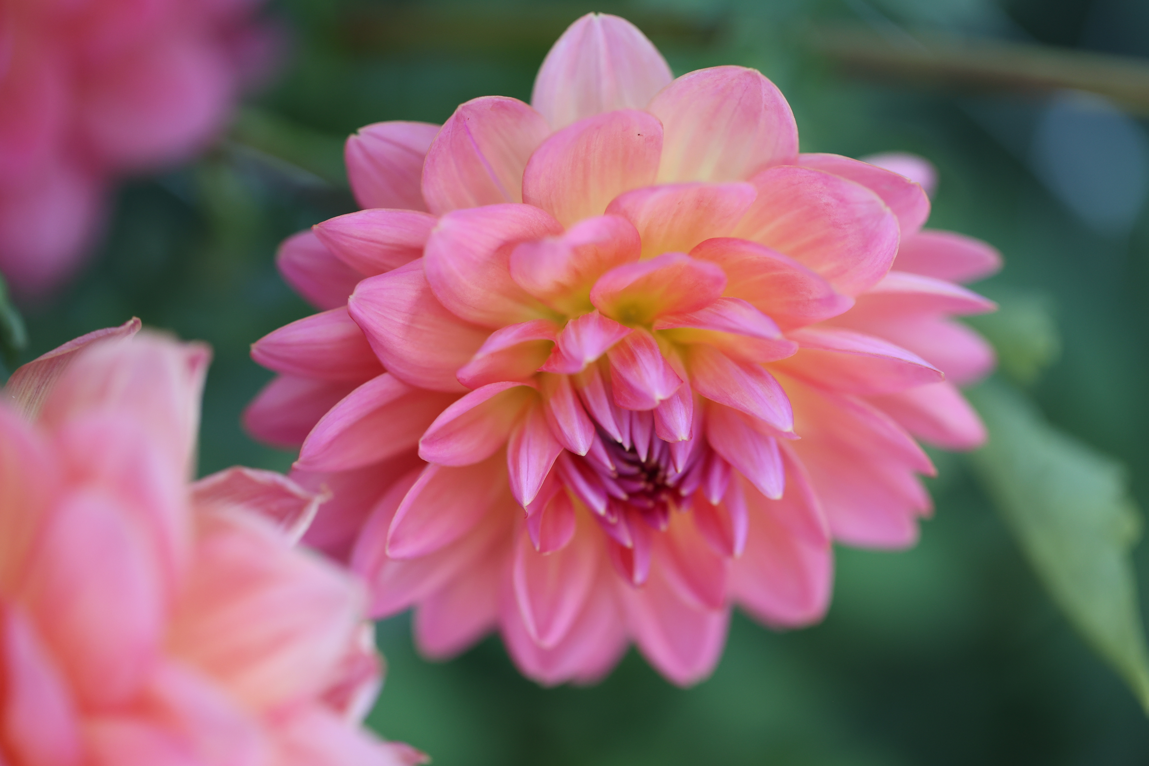 Phyllis Farmer dahlia