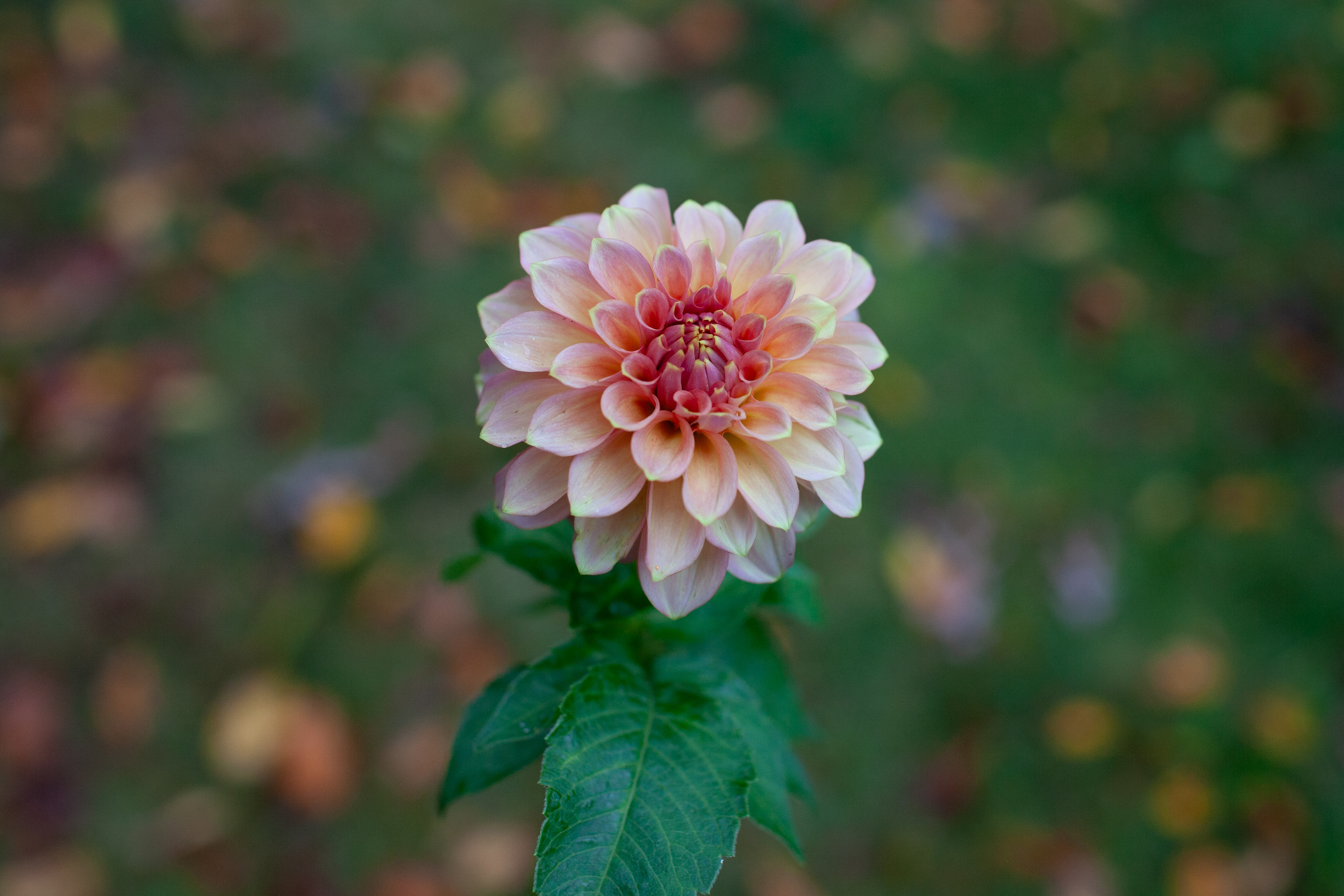 Peachy Parade dahlia
