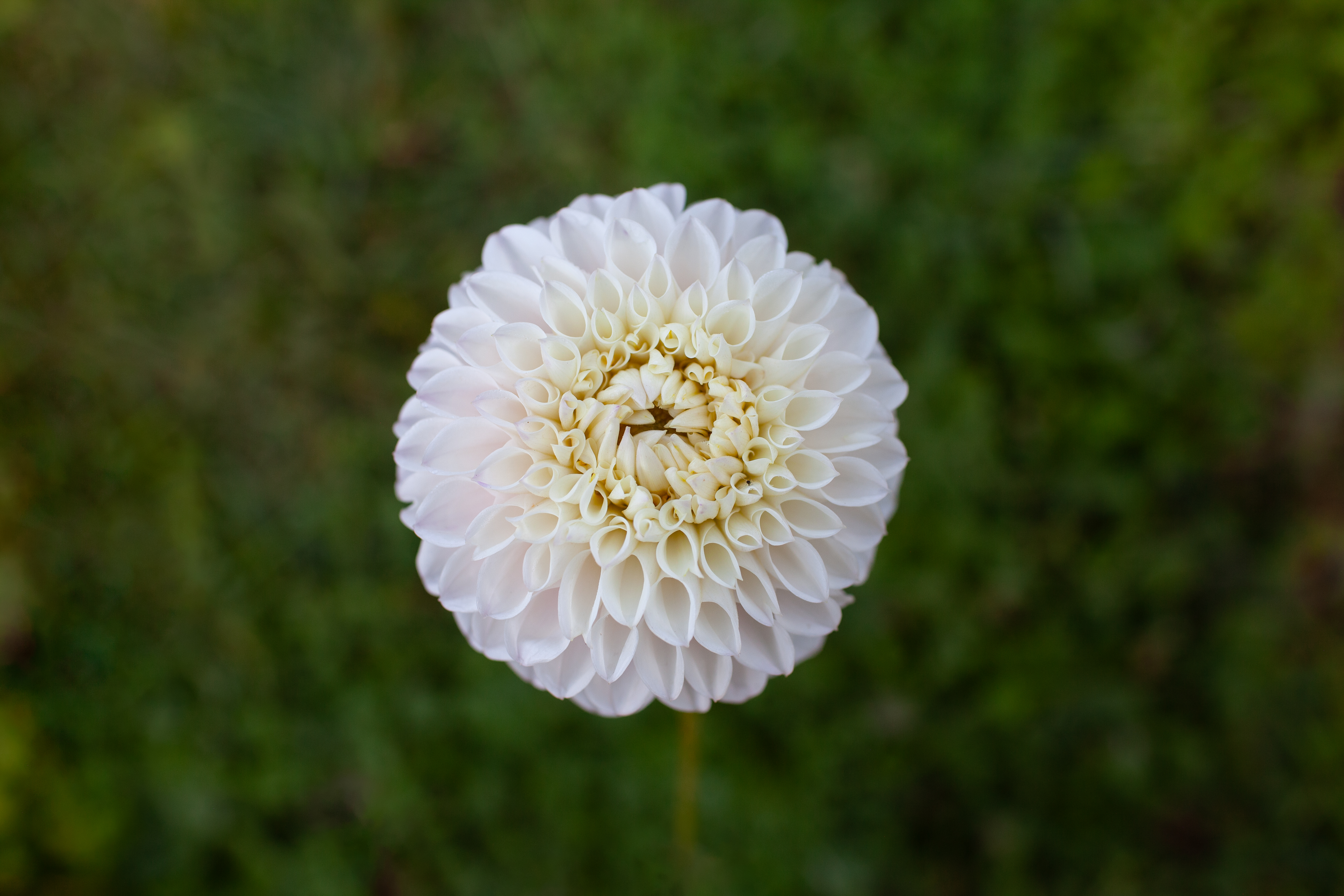 Pink Pearl dahlia