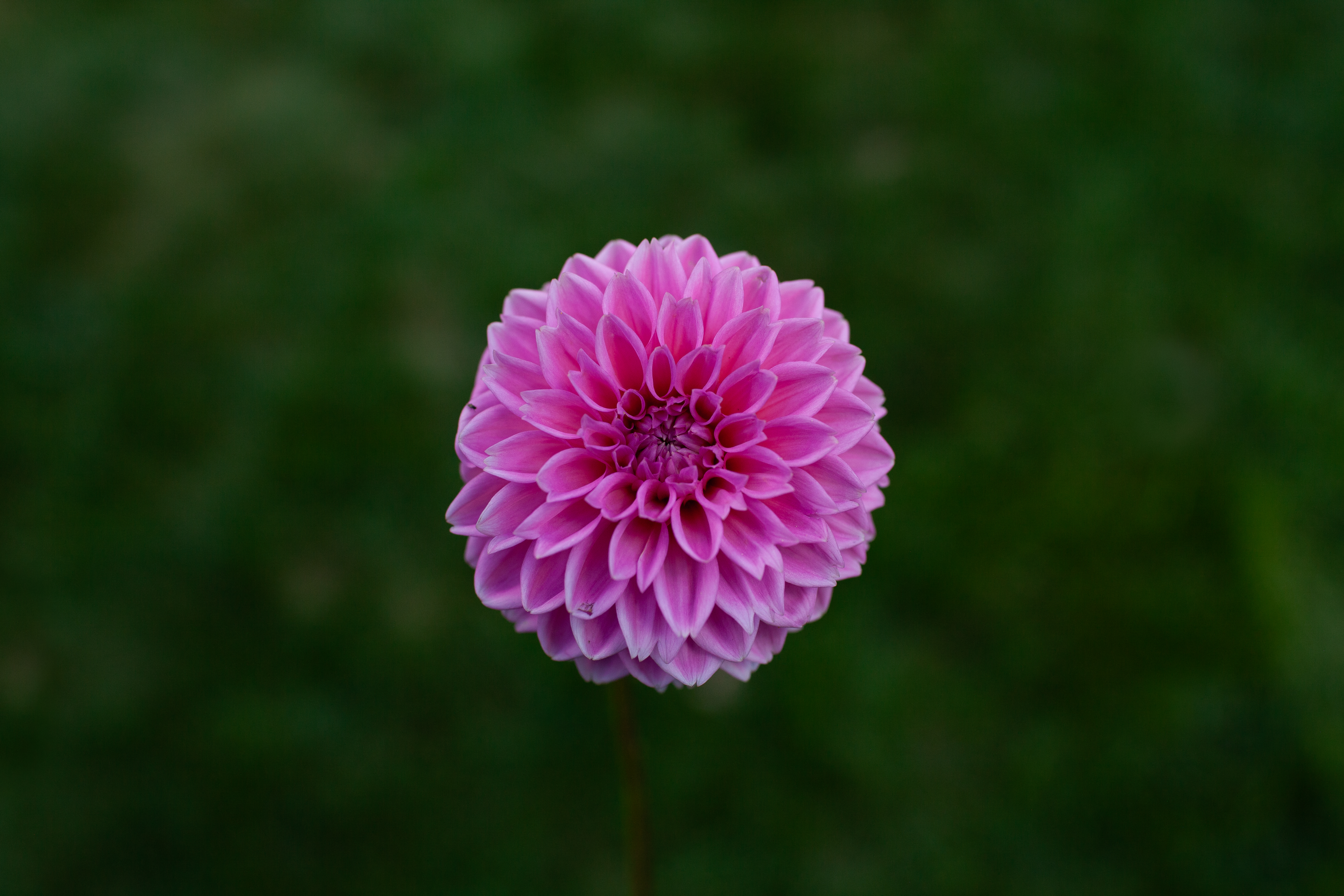 Pink Sylvia dahlia