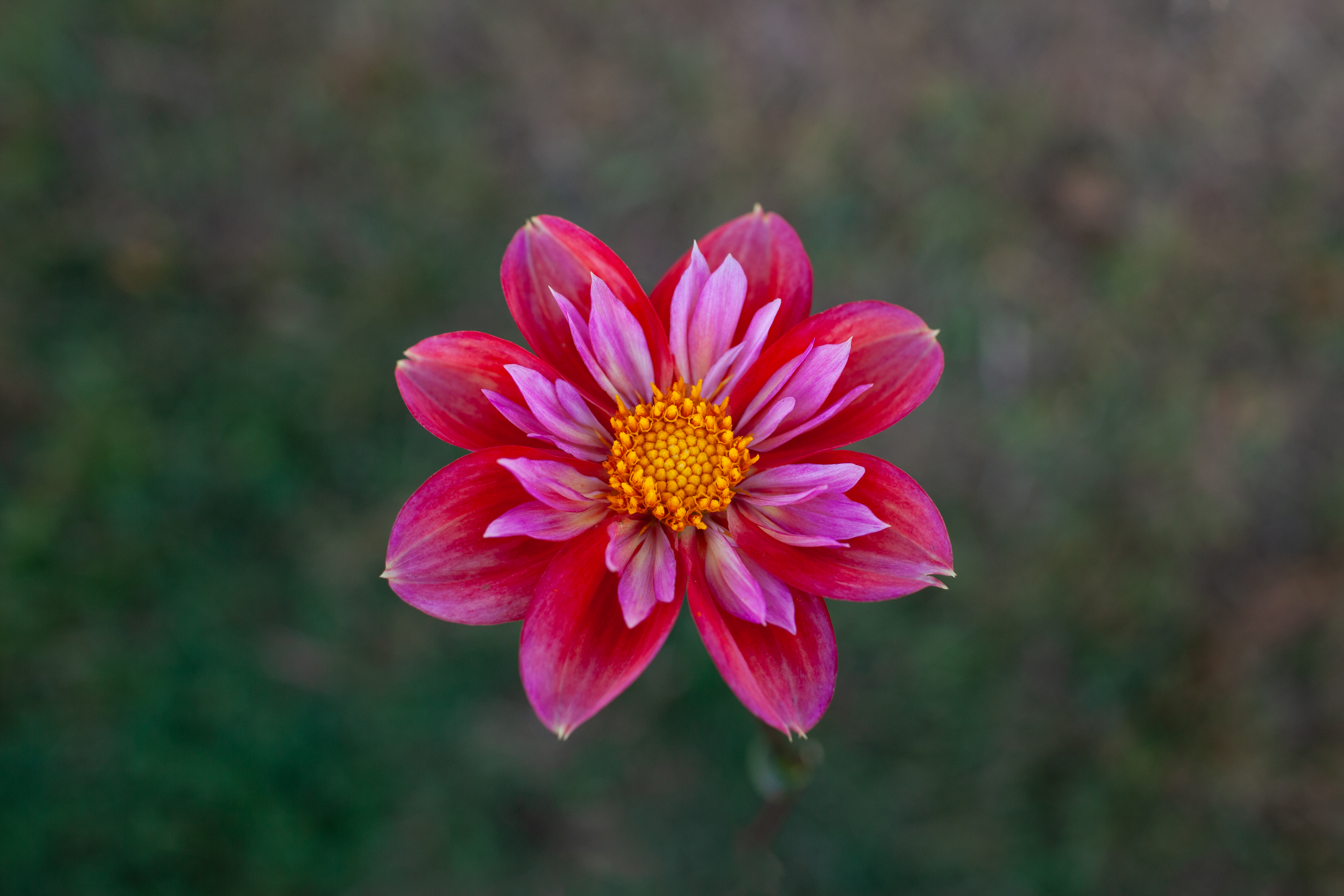 Pipsqueak dahlia