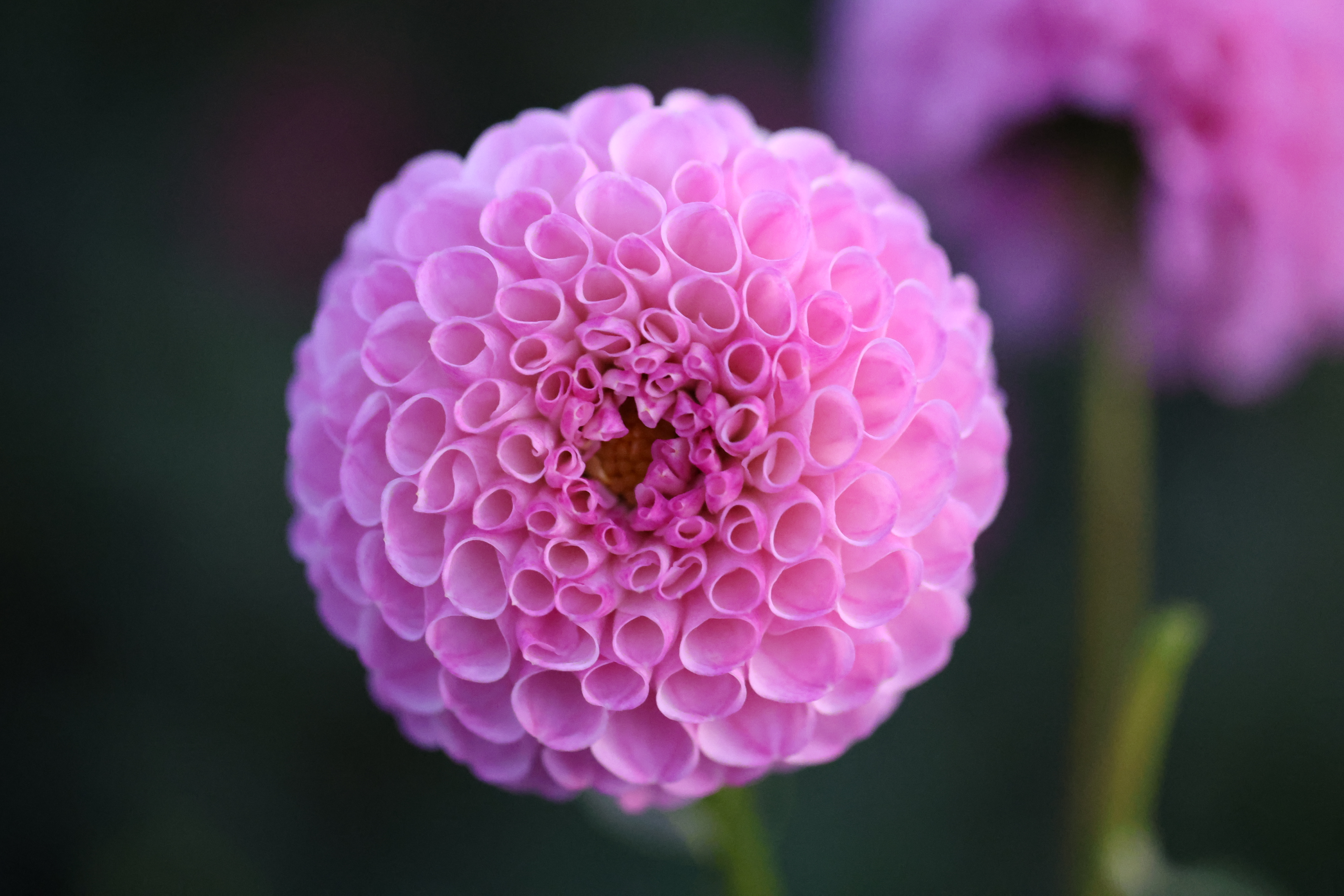 PM Marsha dahlia
